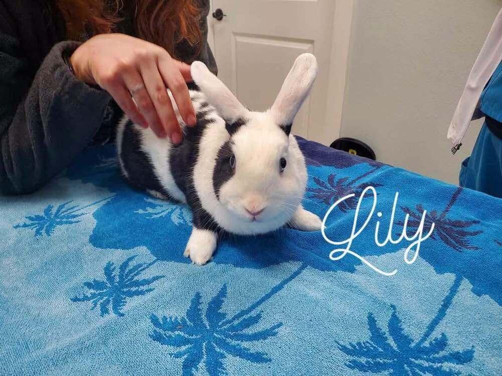 Enlarge Lily, a Adoptable mixed breed in Melbourne, FL image 5/6