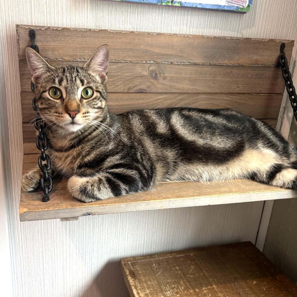 Milk Duds, Adoptable, Young Male Domestic Short Hair.