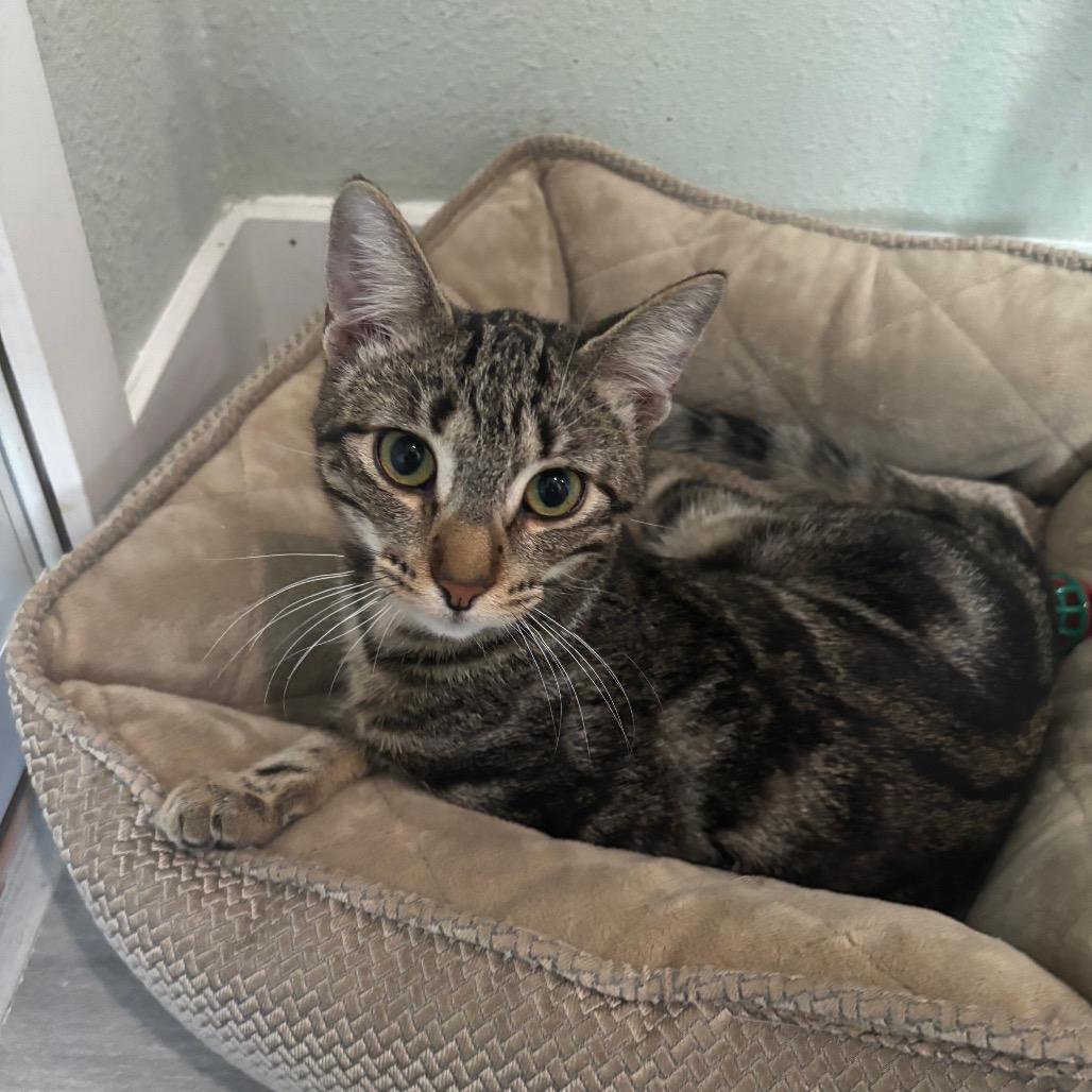 Enlarge Milk Duds, a Adoptable Domestic Short Hair in Bulverde, TX image 2/2