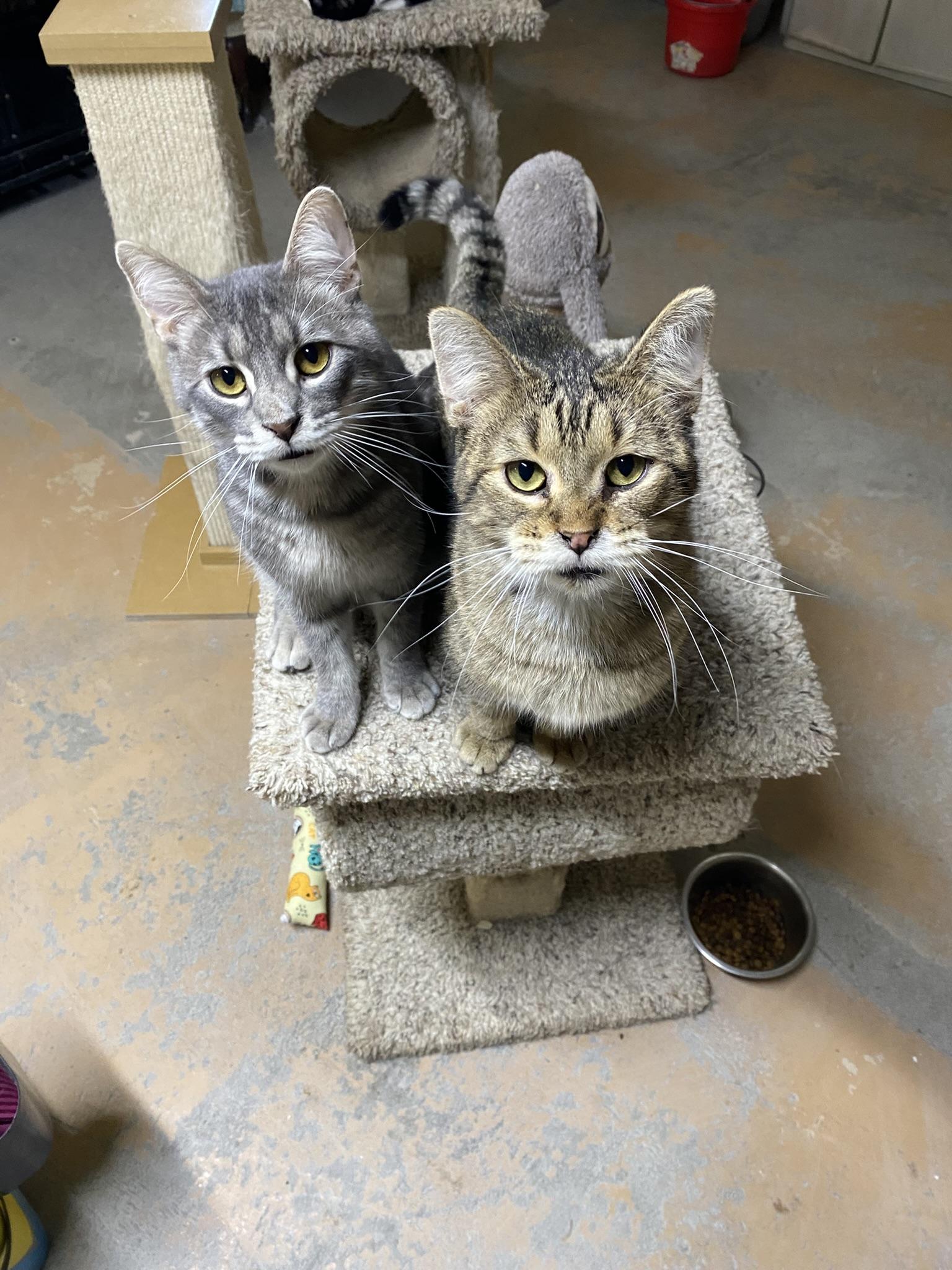 Ren & Stimpy, Adopted, Young Male Tabby.