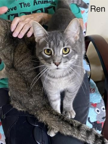 Enlarge Ren & Stimpy, a Adopted Tabby in New Richmond, WI image 3/4