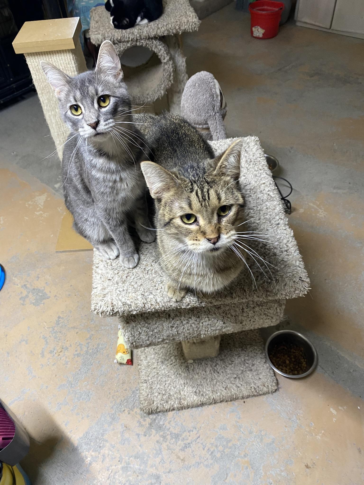 Enlarge Ren & Stimpy, a Adopted Tabby in New Richmond, WI image 2/4