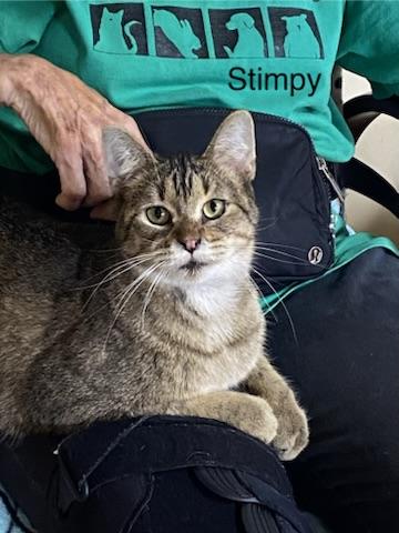 Enlarge Ren & Stimpy, a Adopted Tabby in New Richmond, WI image 4/4