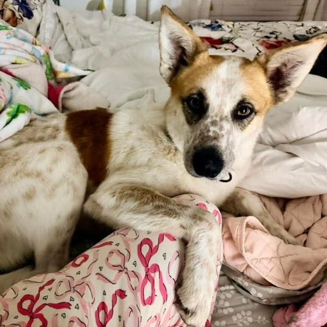 Rusty Cutie Patootie