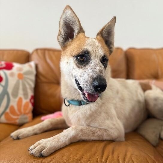 Rusty Cutie Patootie — thumbnail 5