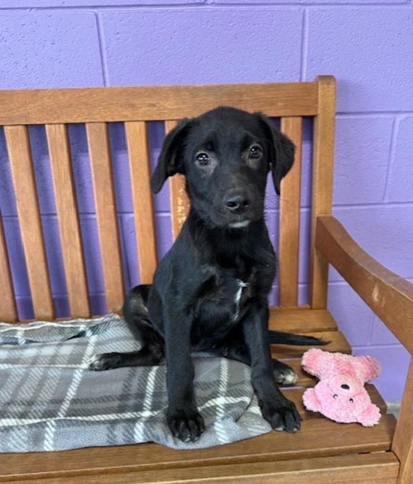 Enlarge **HOLLY**, a Adoptable Black Labrador Retriever in North Prairie, WI image 1/2