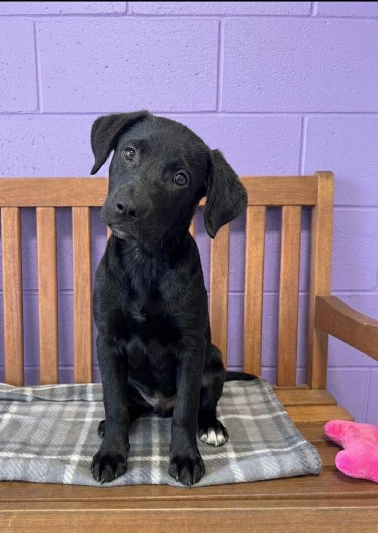 Enlarge **HOLLY**, a Adoptable Black Labrador Retriever in North Prairie, WI image 2/2