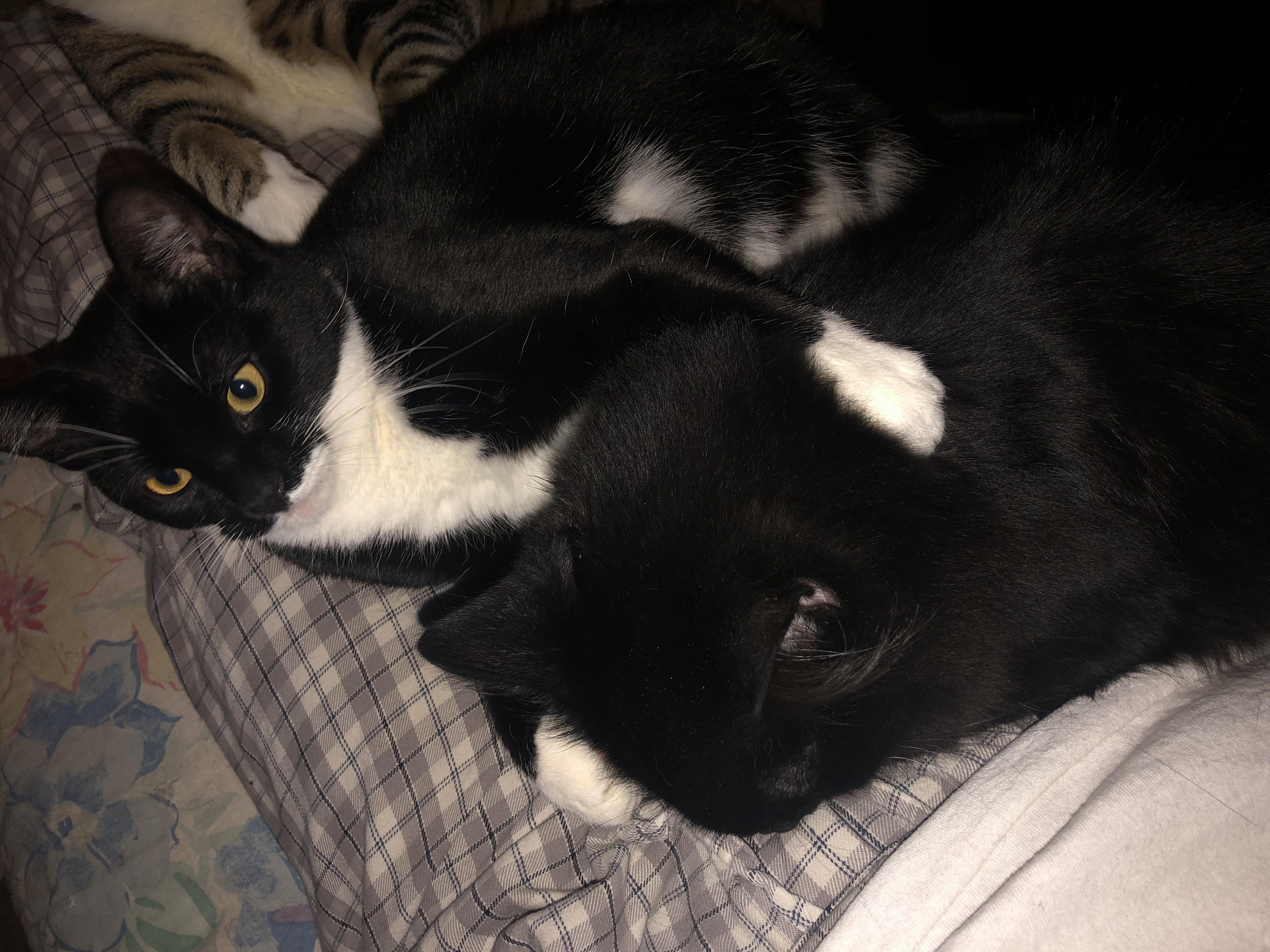 Mama & Cubbie Bear, Adoptable, Kitten Female Domestic Short Hair.