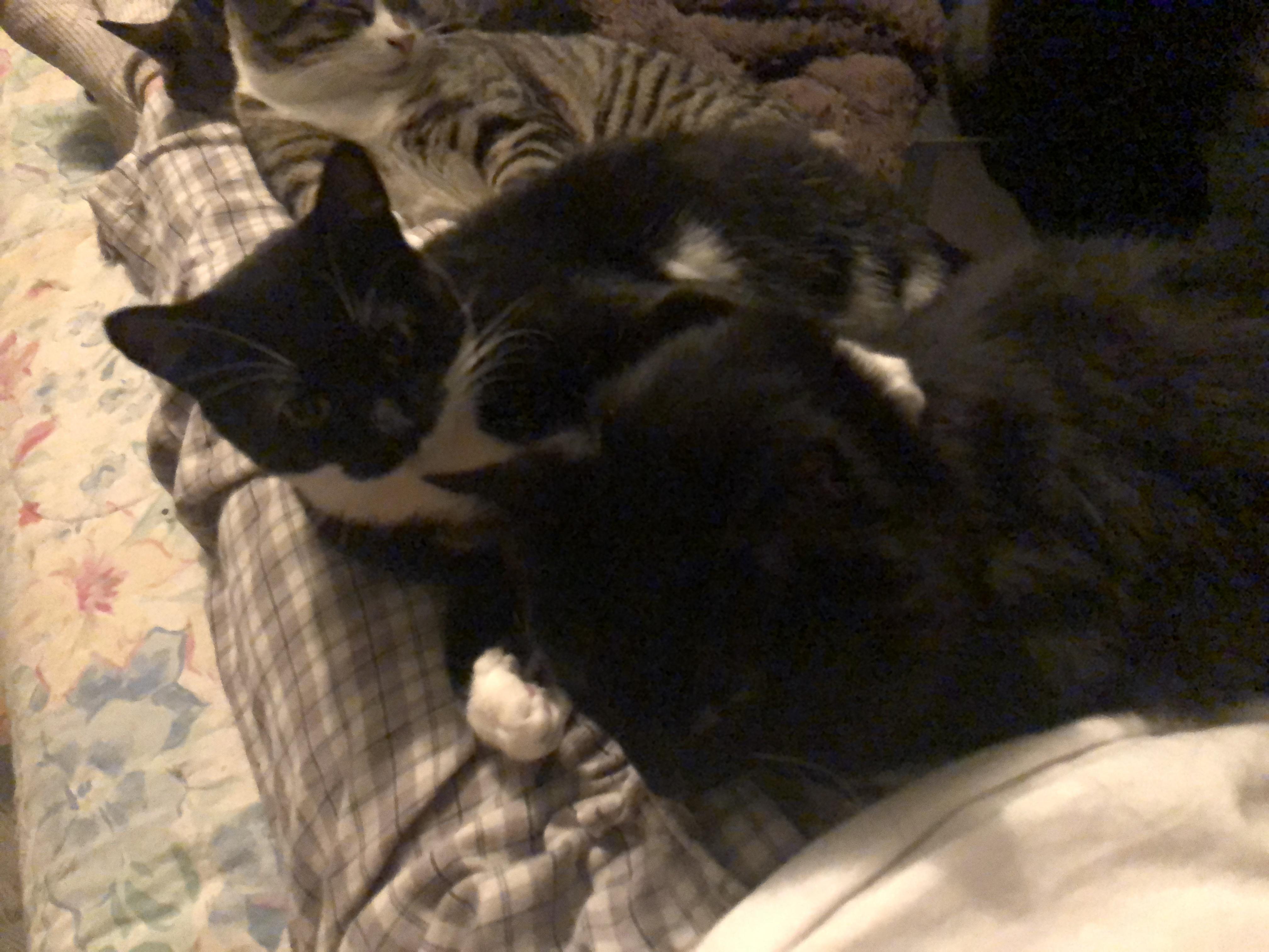 Mama & Cubbie Bear, a Adoptable mixed breed in Mayfield, NY image 2/2