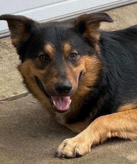 Enlarge ROWDY, a Adoptable mixed breed in Belton, TX image 1/1