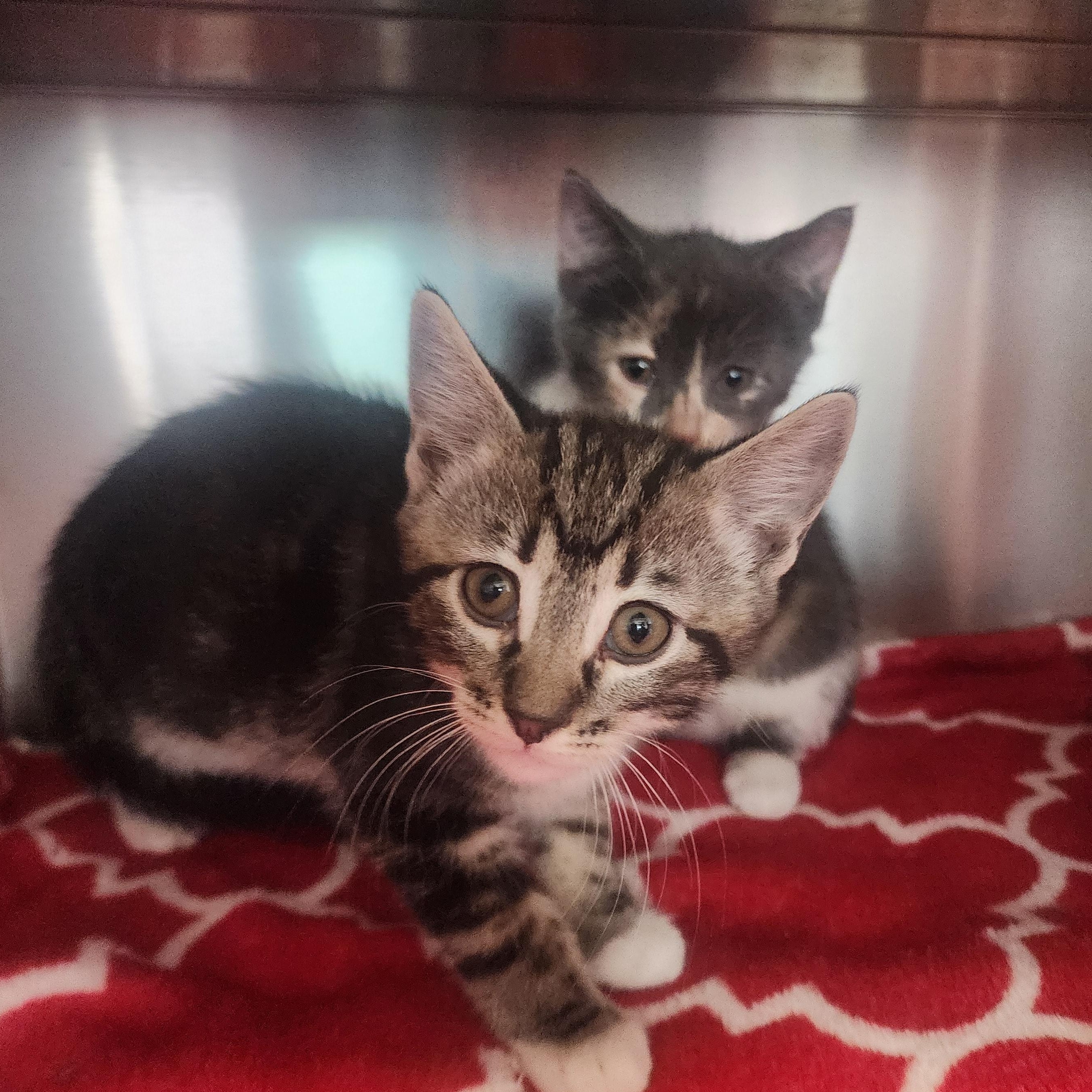 Junie, Alfie, ADOPTABLE, Kitten Female Domestic Short Hair.