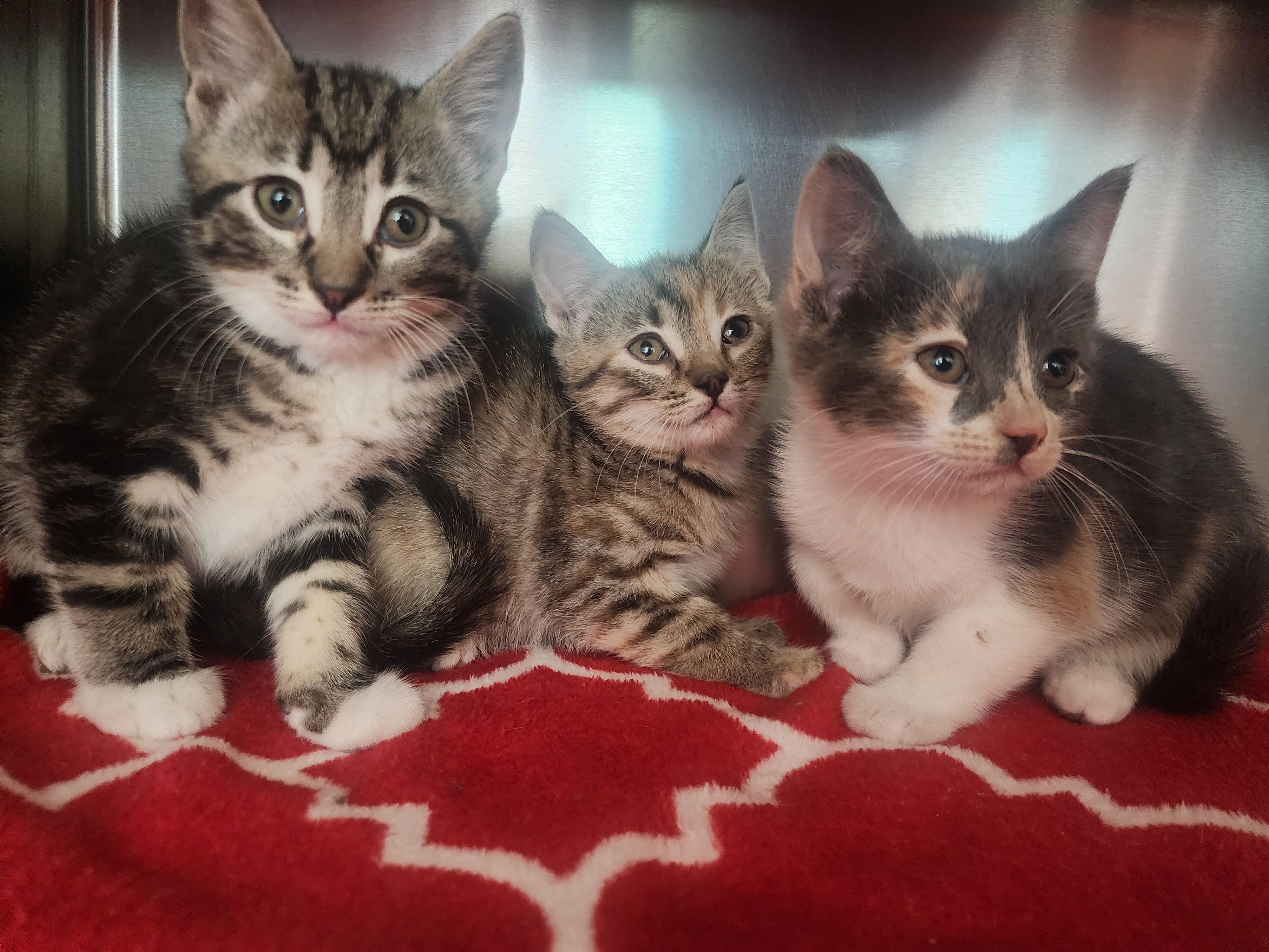 Enlarge Junie, Alfie, a ADOPTABLE Domestic Short Hair in Liberty, MO image 2/4