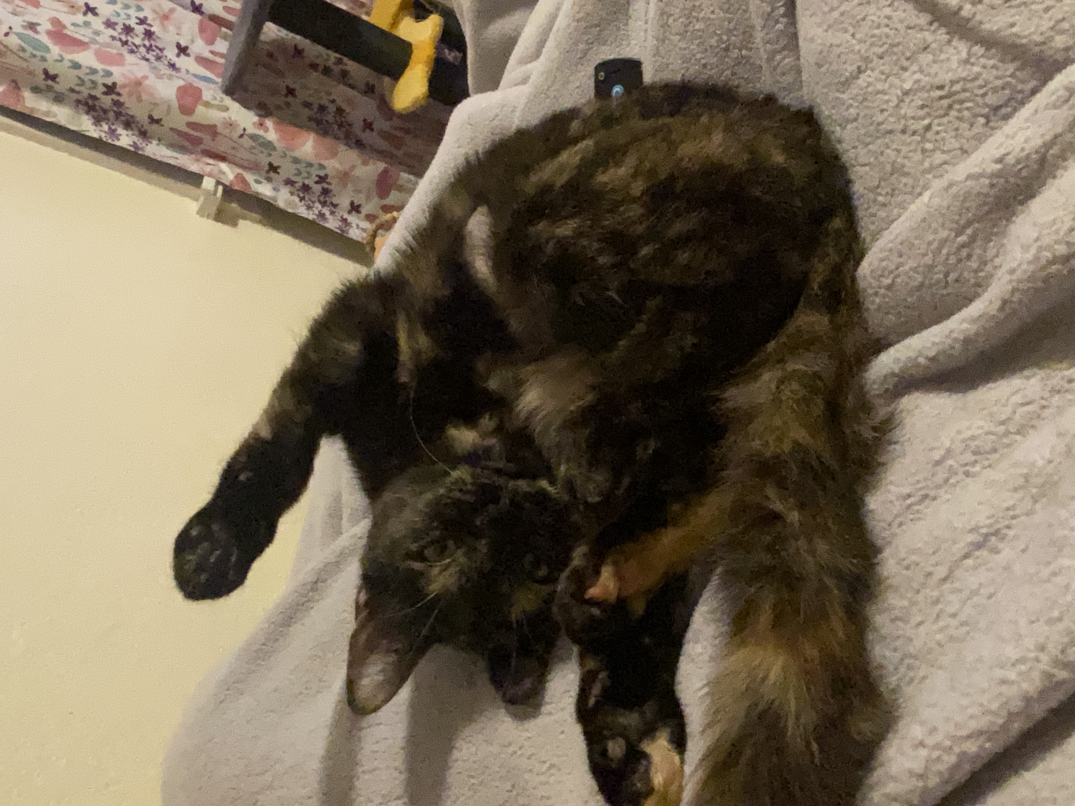 Honey Sriracha, a Adopted Domestic Short Hair in Stockbridge, MI image 3/5