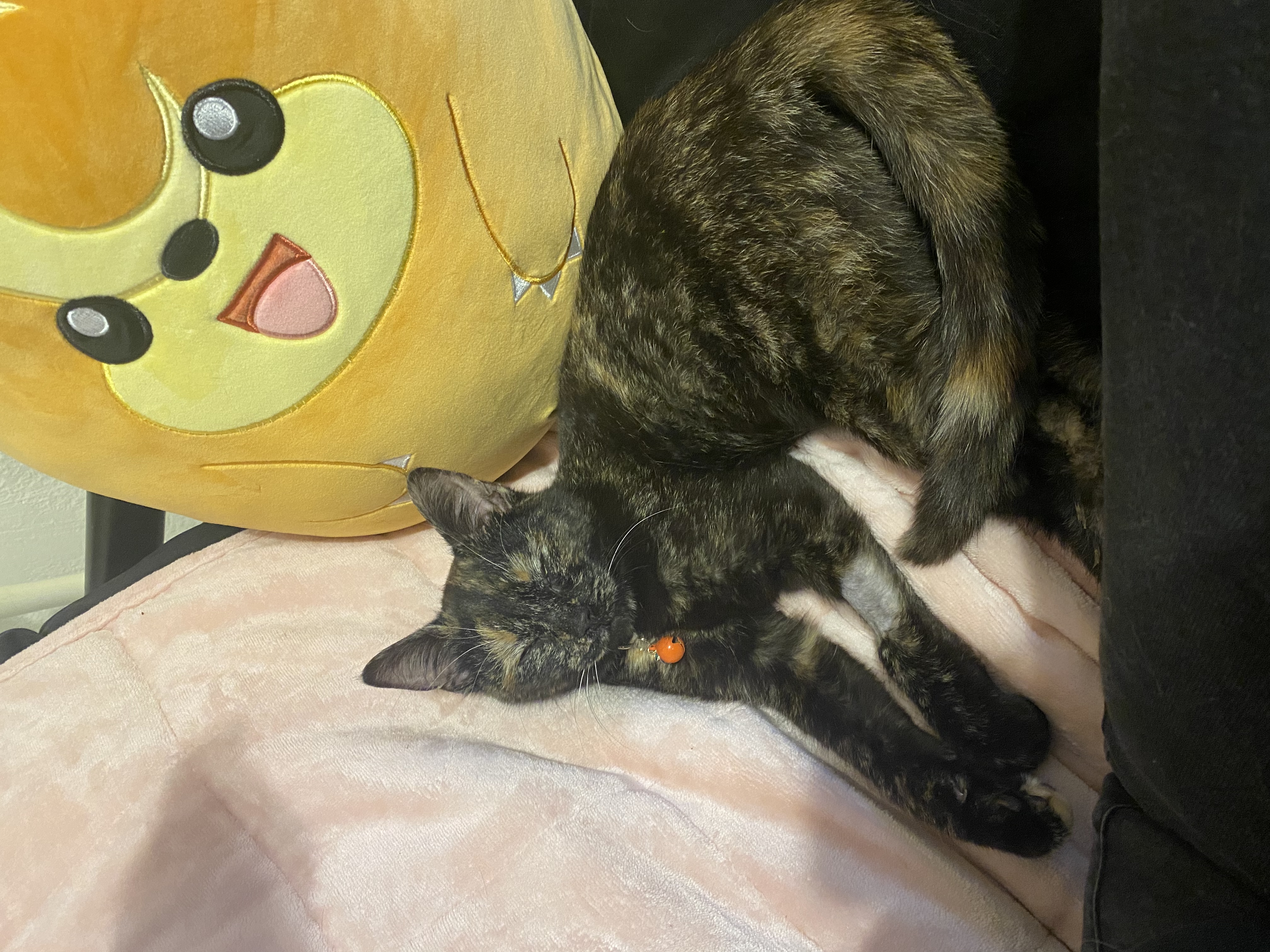 Honey Sriracha, a Adopted Domestic Short Hair in Stockbridge, MI image 4/5