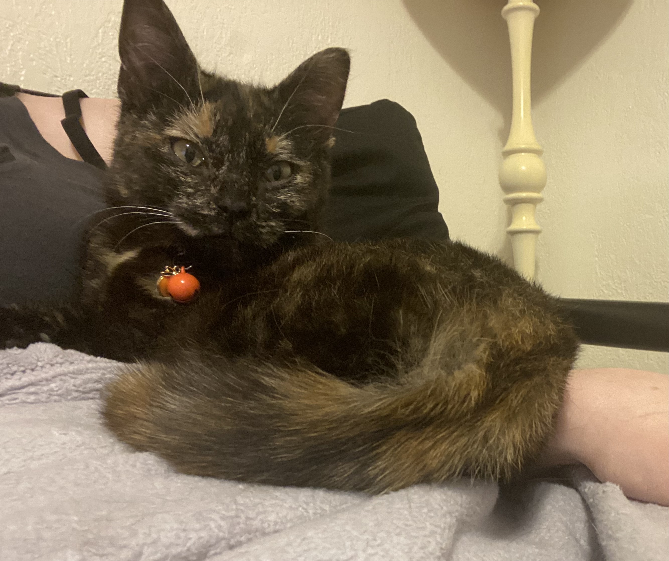 Honey Sriracha, a Adopted Domestic Short Hair in Stockbridge, MI image 2/5