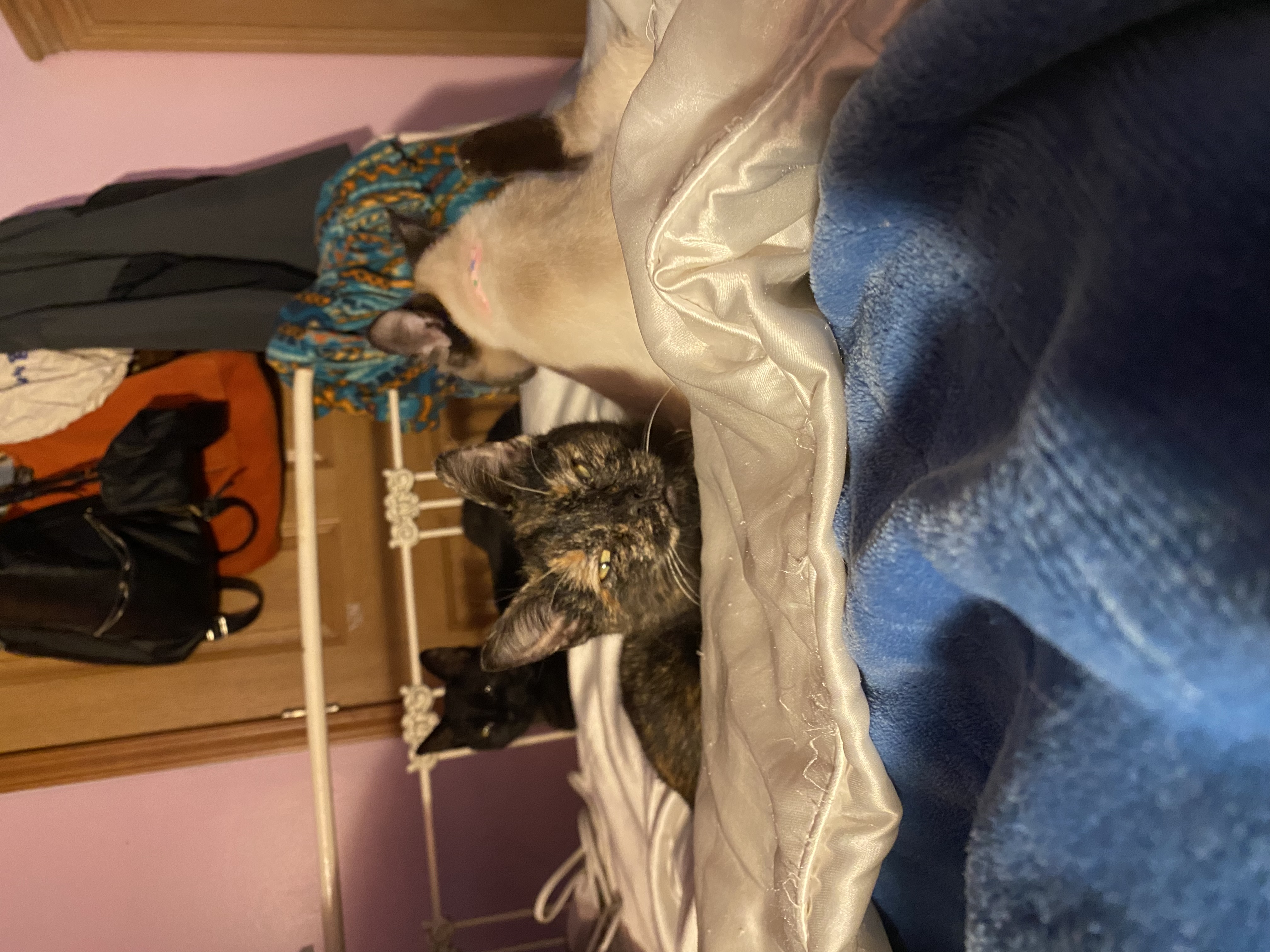 Honey Sriracha, a Adopted Domestic Short Hair in Stockbridge, MI image 5/5