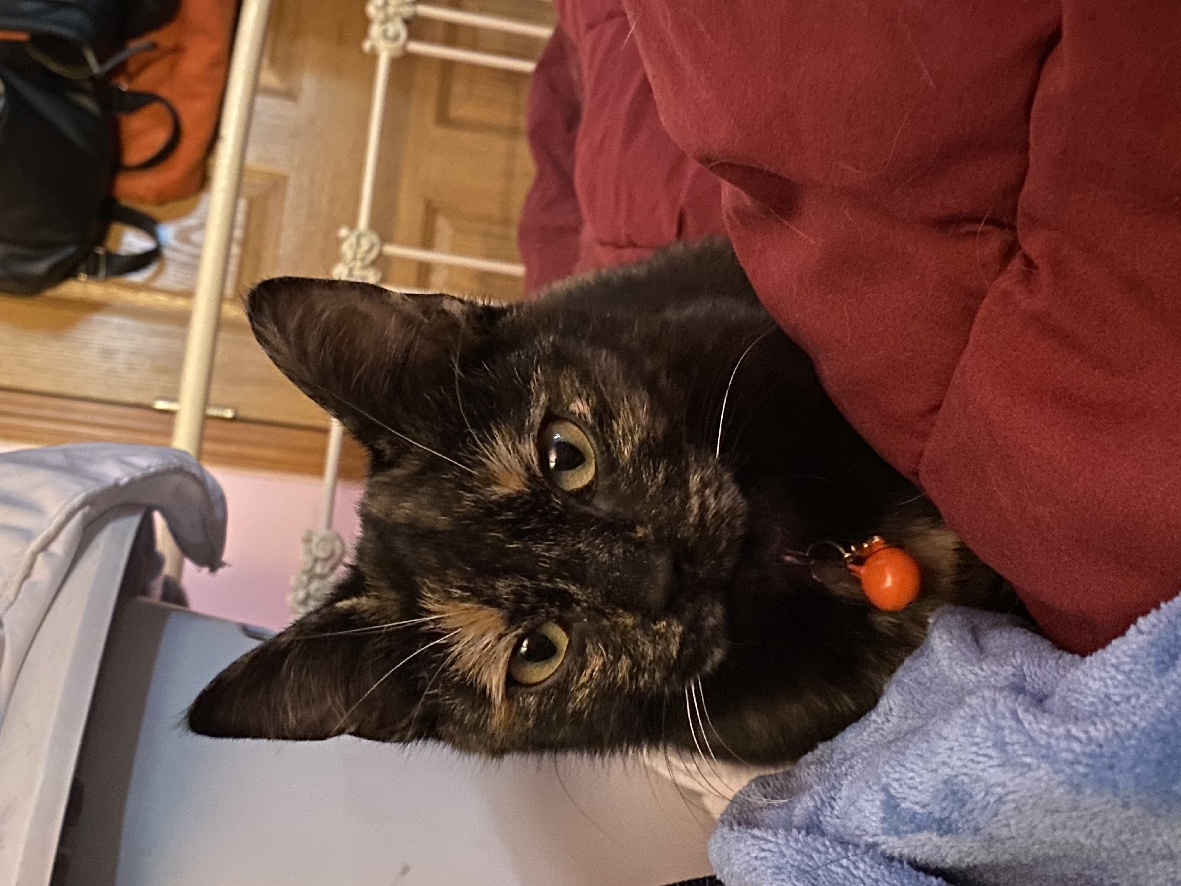 Honey Sriracha, Adopted, Young Female Domestic Short Hair.