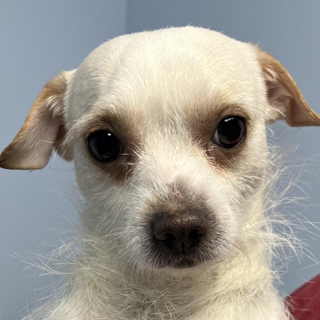 Levi, Adoptable, Young Male Chihuahua.