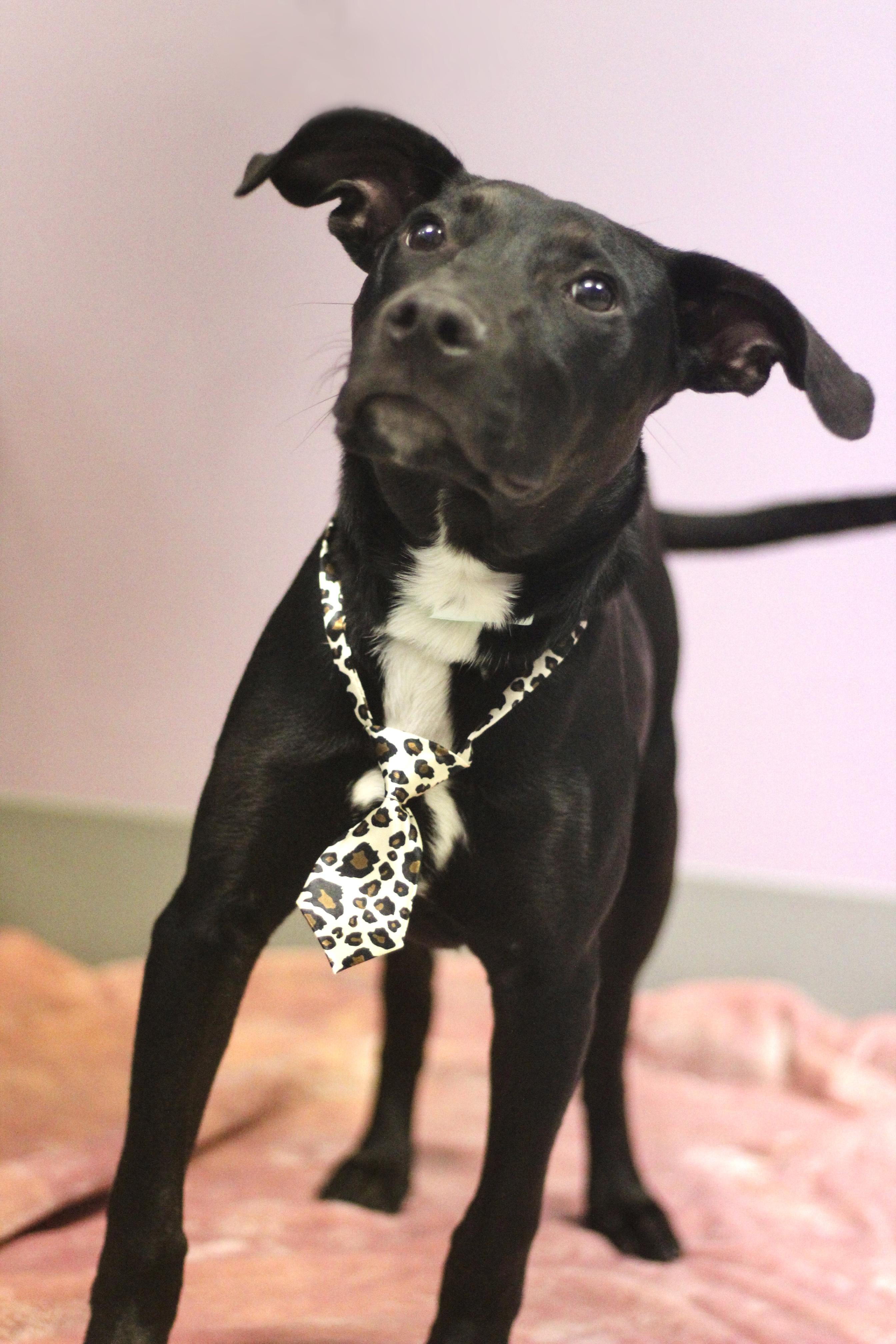 Alamo in NH! Come Meet our Adoptable Dogs Wednesday-Saturday. More info in Bio! , a ADOPTABLE mixed breed in Manchester, NH image 4/4