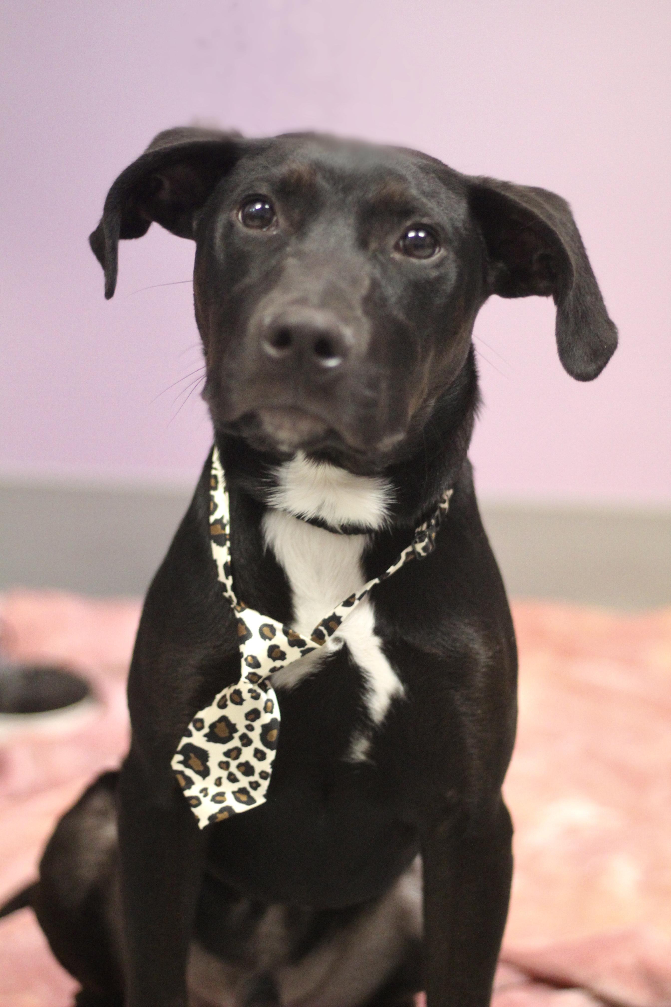 Alamo in NH! Come Meet our Adoptable Dogs Wednesday-Saturday. More info in Bio! , a ADOPTABLE mixed breed in Manchester, NH image 3/4
