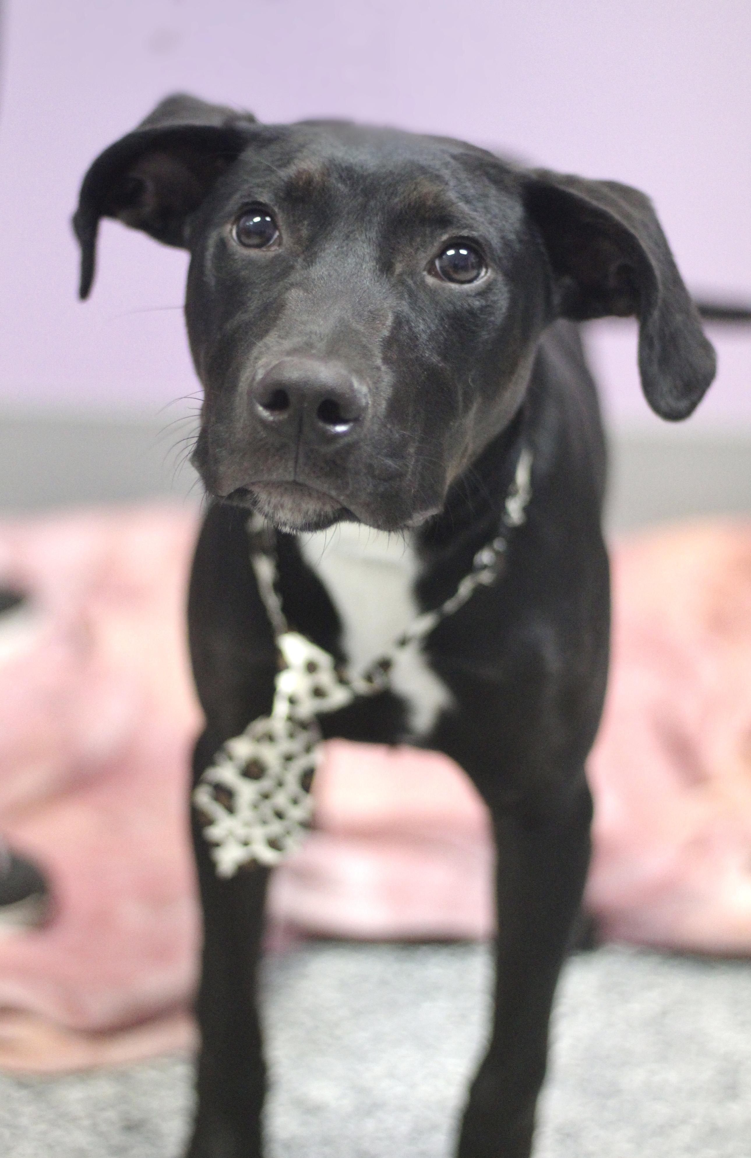 Alamo in NH! Come Meet our Adoptable Dogs Wednesday-Saturday. More info in Bio! , a ADOPTABLE mixed breed in Manchester, NH image 2/4