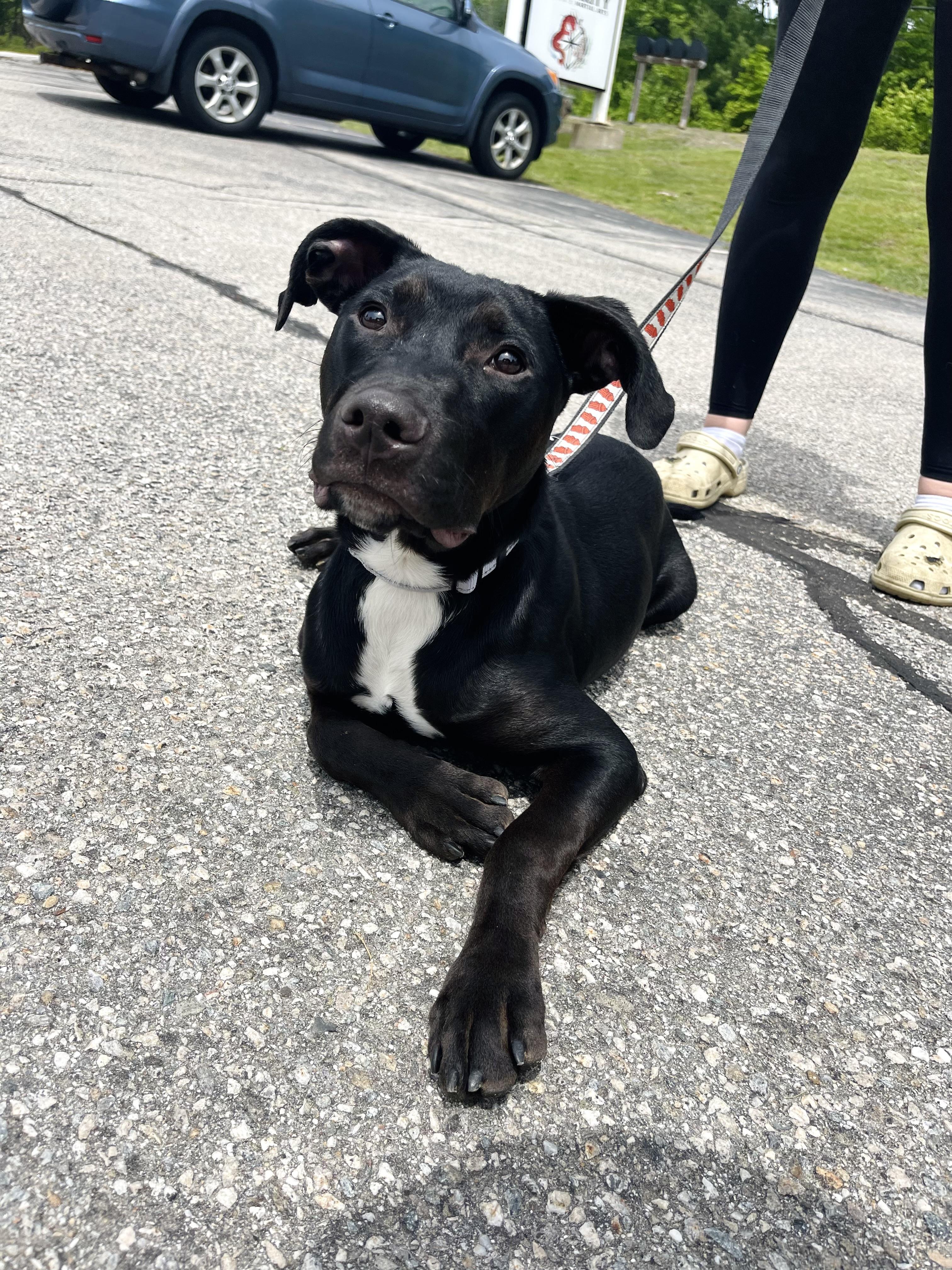 Alamo in NH! Come Meet our Adoptable Dogs Wednesday-Saturday. More info in Bio! , a ADOPTABLE mixed breed in Manchester, NH image 6/6