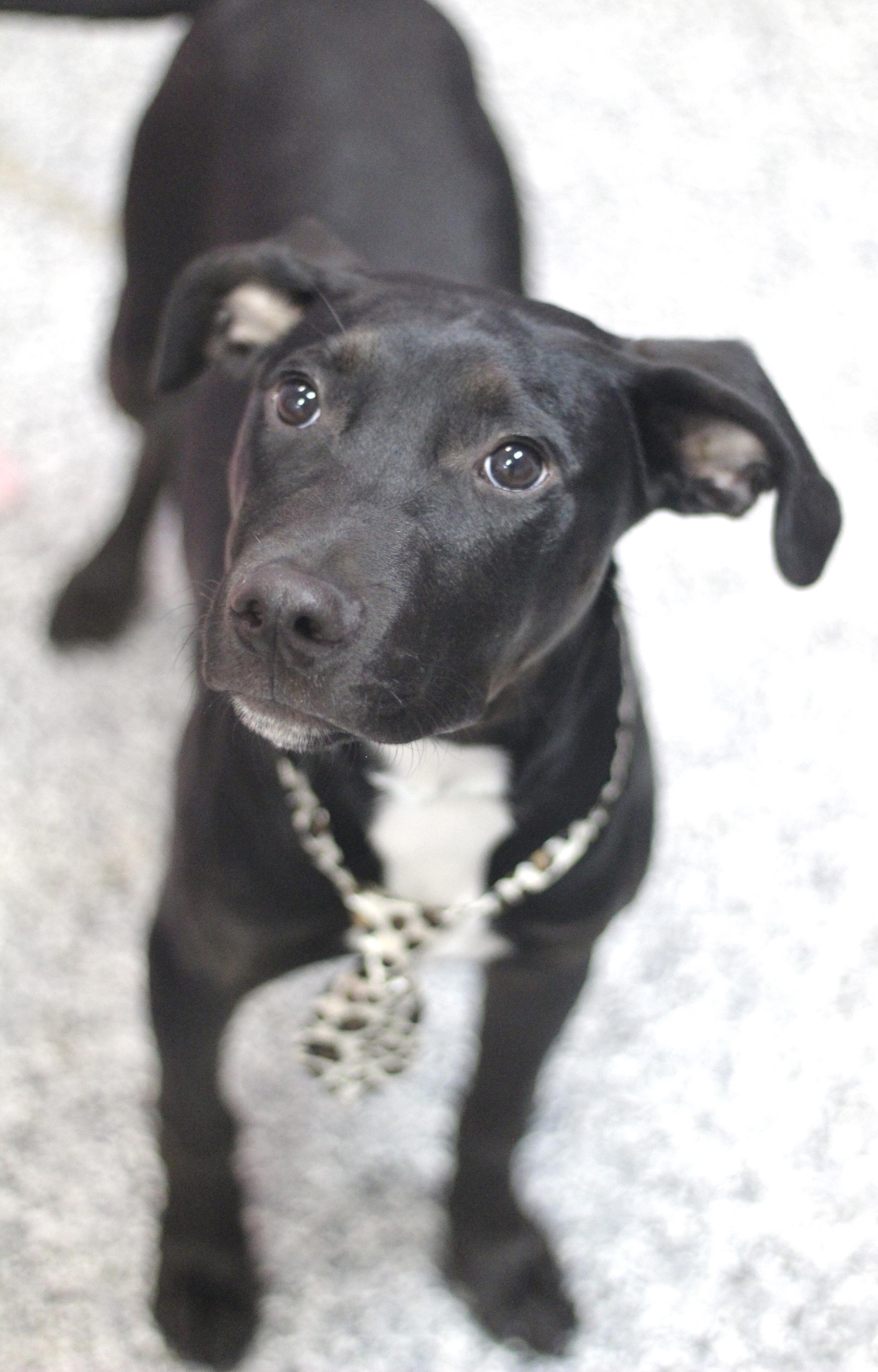 Alamo in NH! Come Meet our Adoptable Dogs Wednesday-Saturday. More info in Bio! , ADOPTABLE, Puppy Male Black Labrador Retriever.