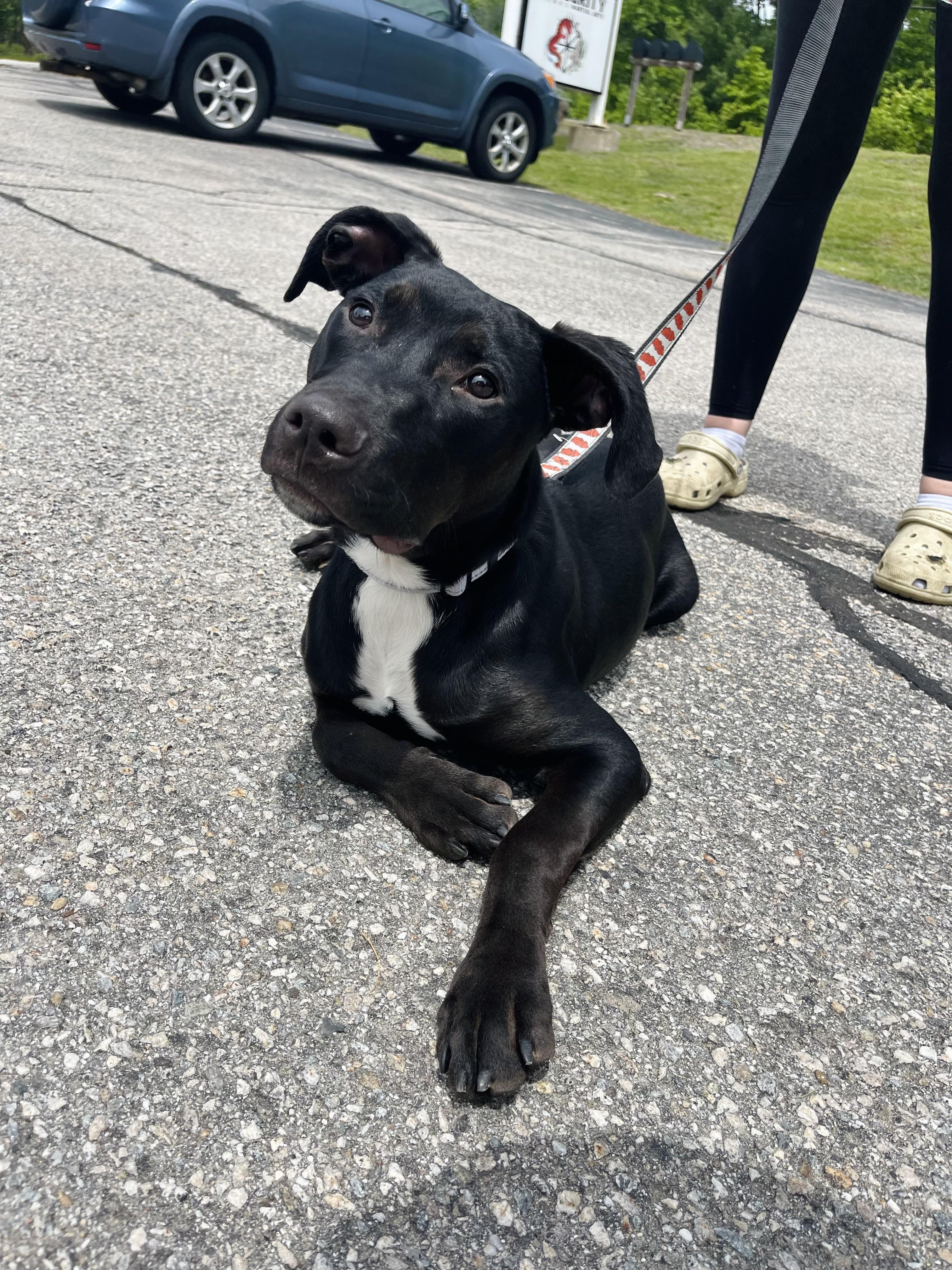 Alamo in NH! Come Meet our Adoptable Dogs Wednesday-Saturday. More info in Bio! , a ADOPTABLE mixed breed in Manchester, NH image 1/6