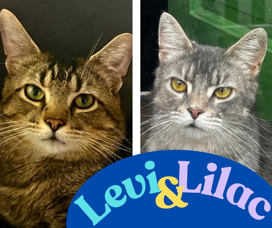 Lilac, a Adoptable American Shorthair in Wauseon, OH image 2/6