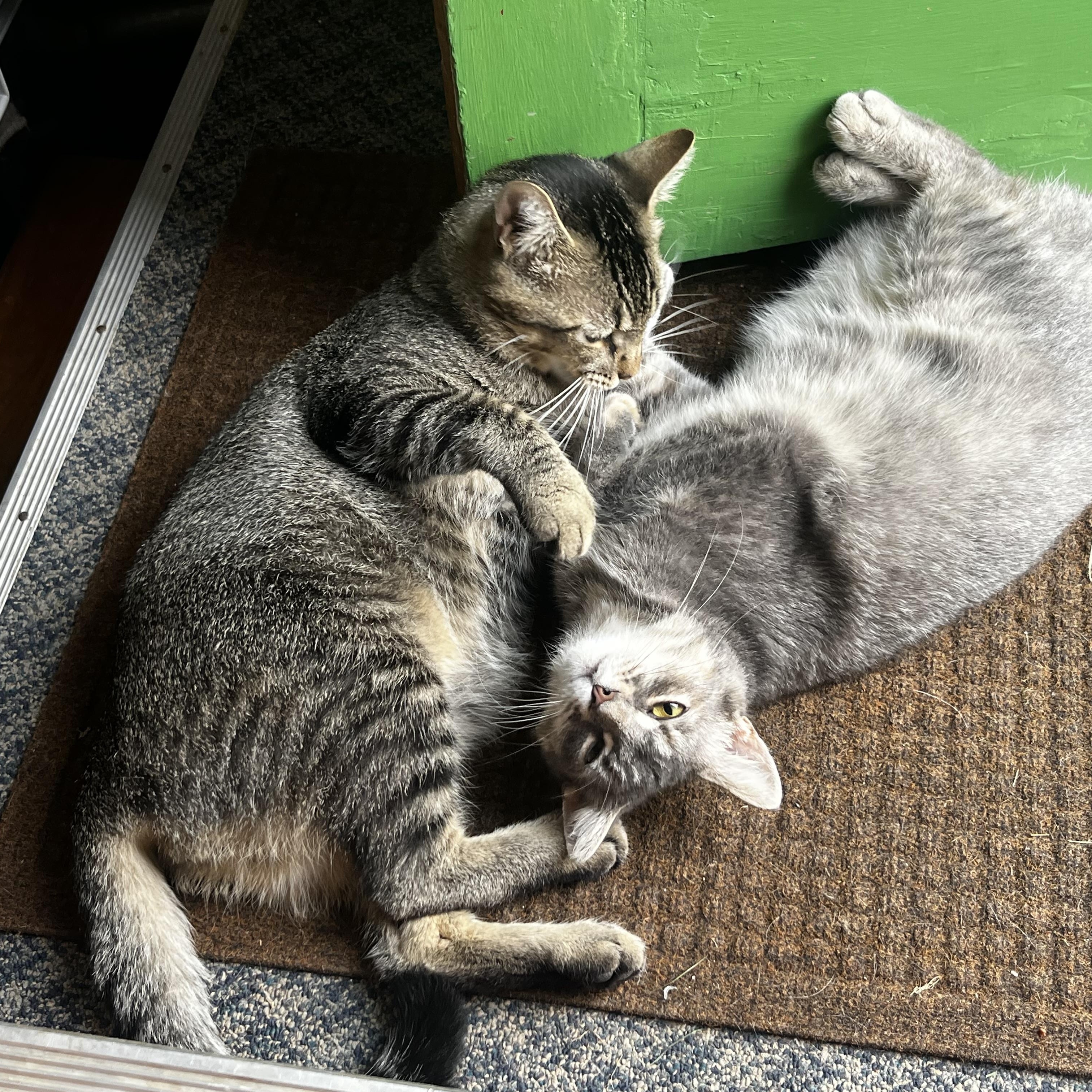 Lilac, a Adoptable American Shorthair in Wauseon, OH image 4/6