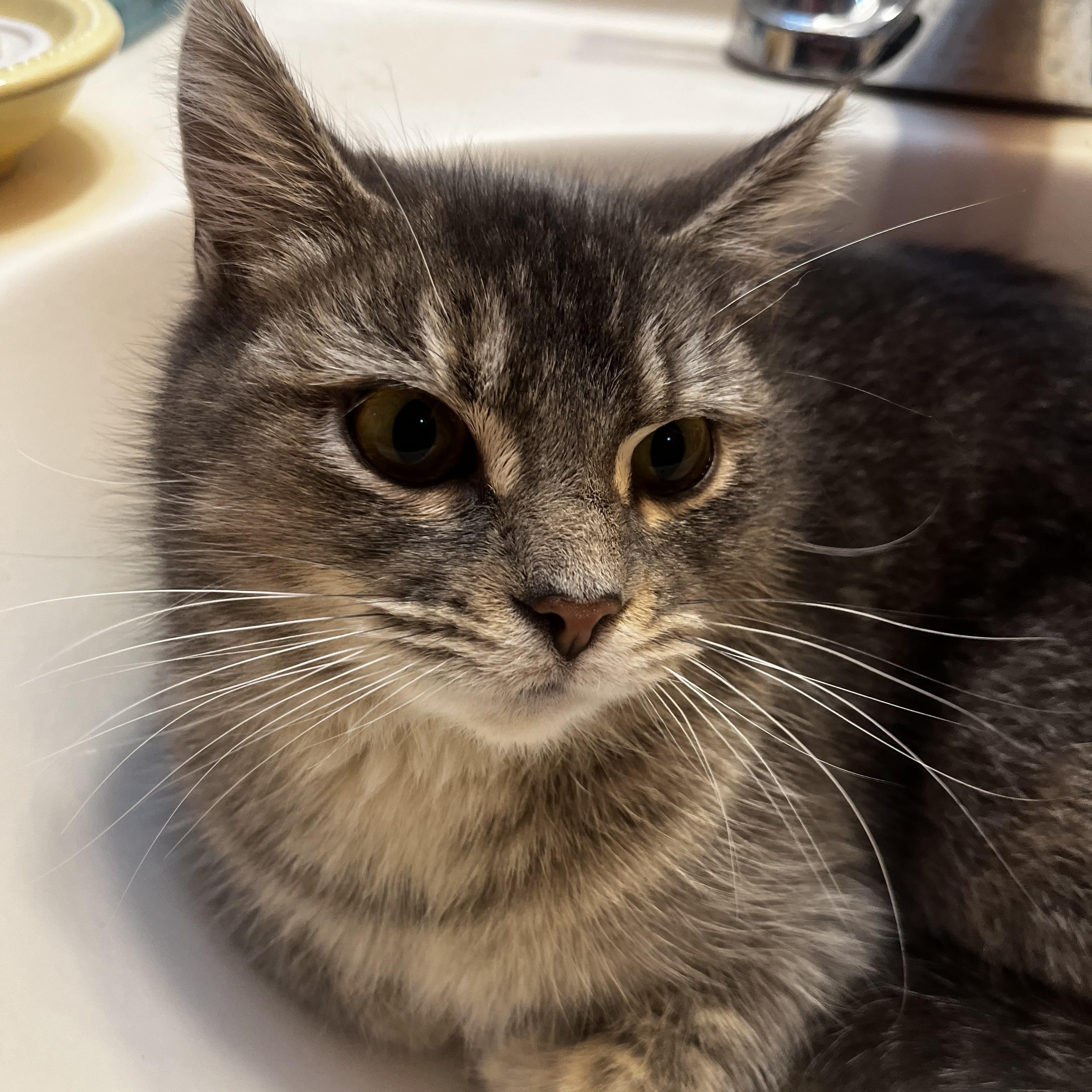 Lilac, a Adoptable American Shorthair in Wauseon, OH image 3/6