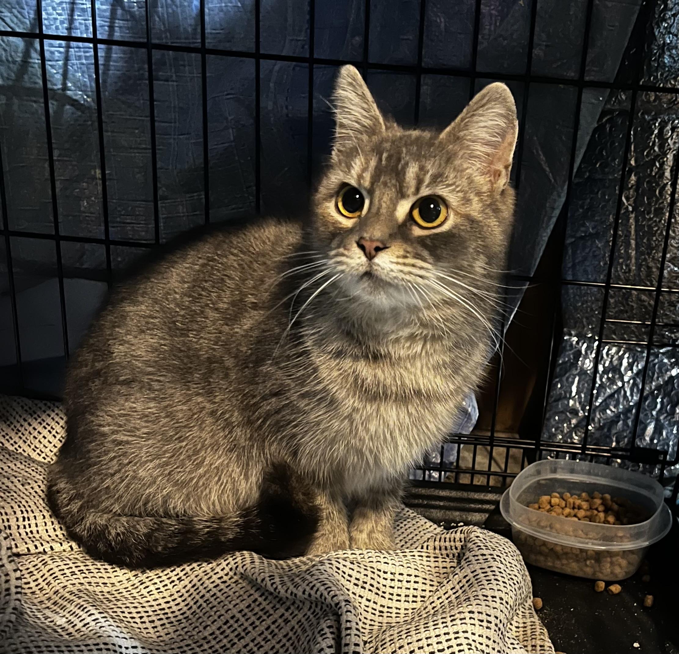 Lilac, a Adoptable American Shorthair in Wauseon, OH image 1/6