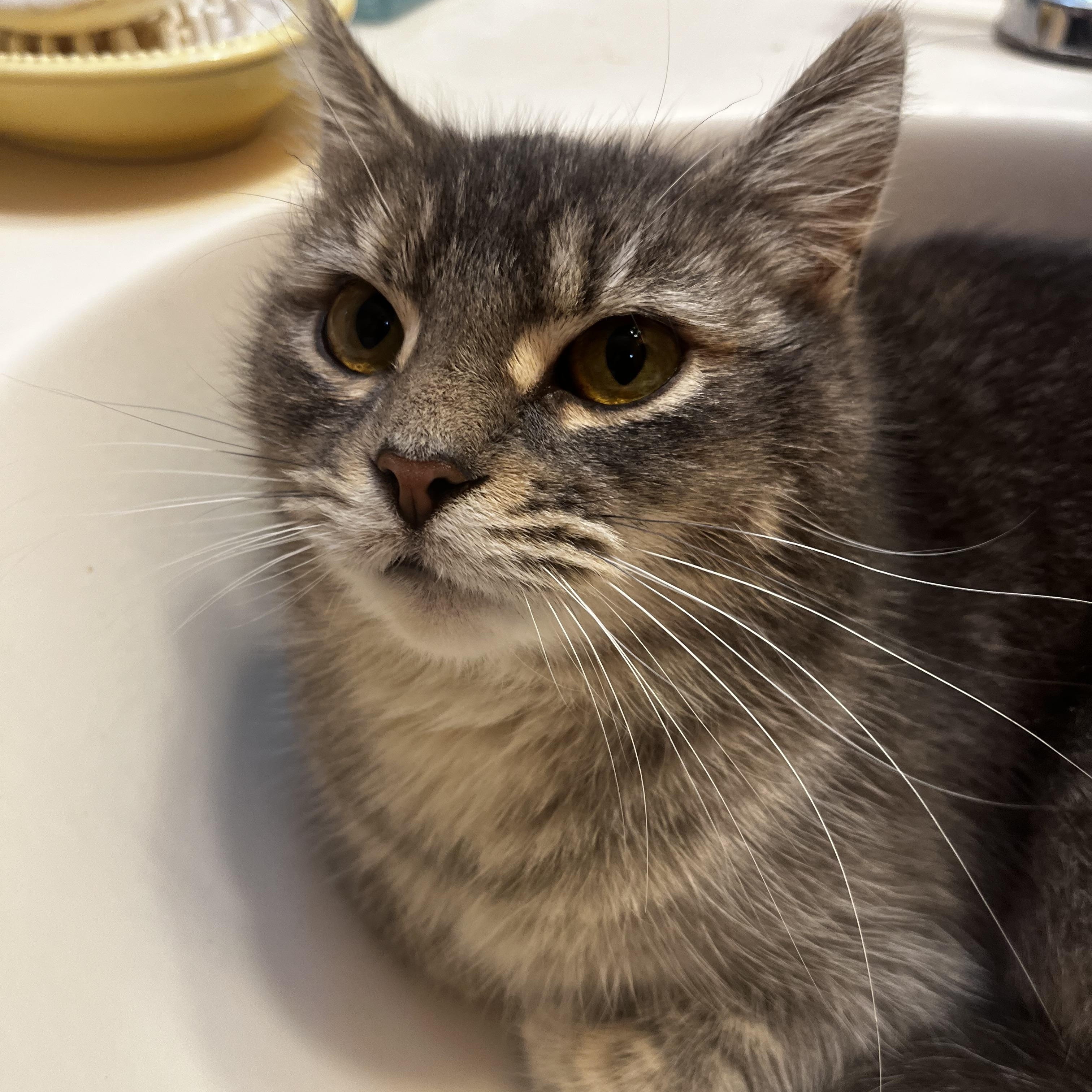 Lilac, a Adoptable American Shorthair in Wauseon, OH image 5/6