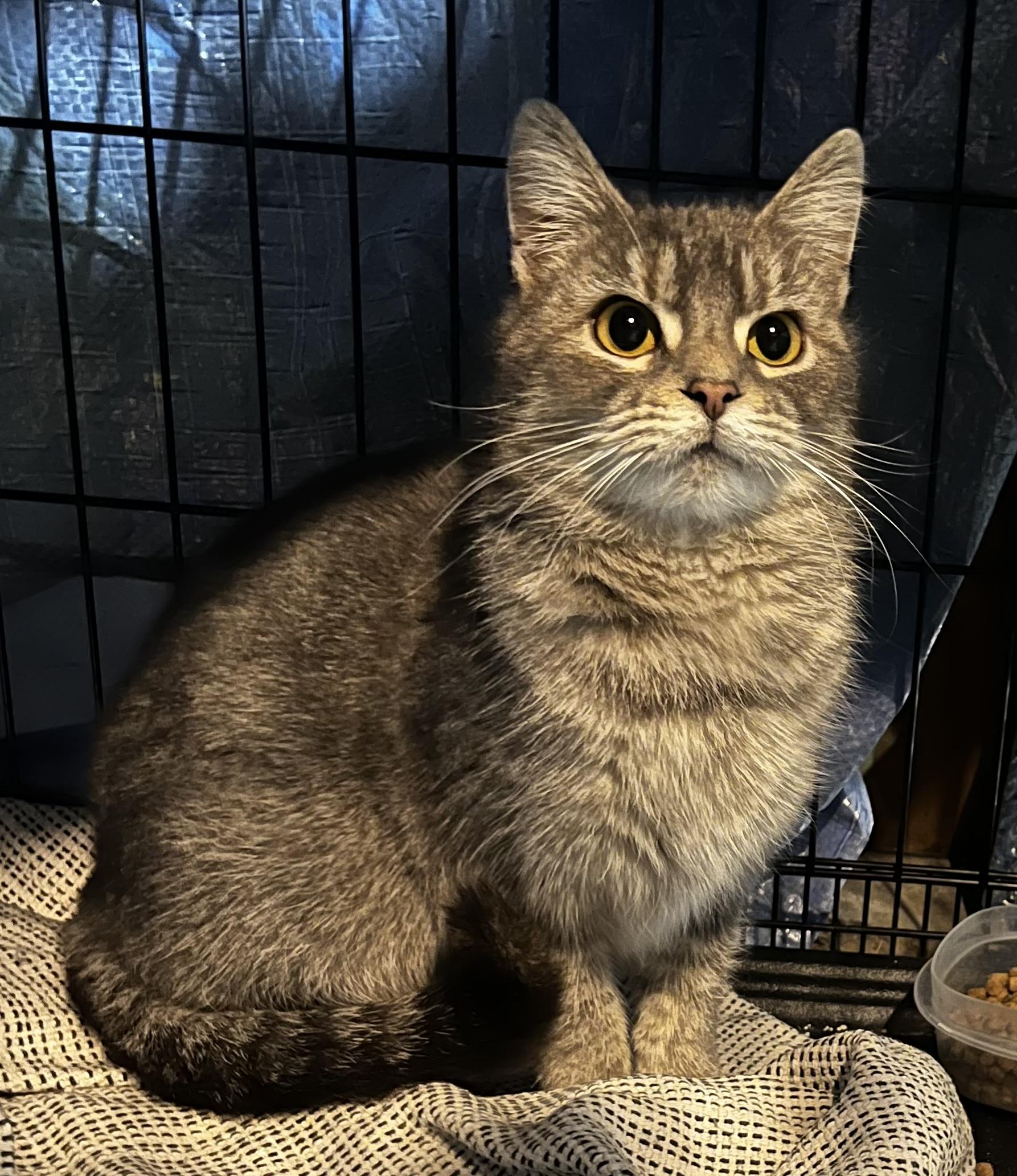 Lilac, a Adoptable American Shorthair in Wauseon, OH image 6/6