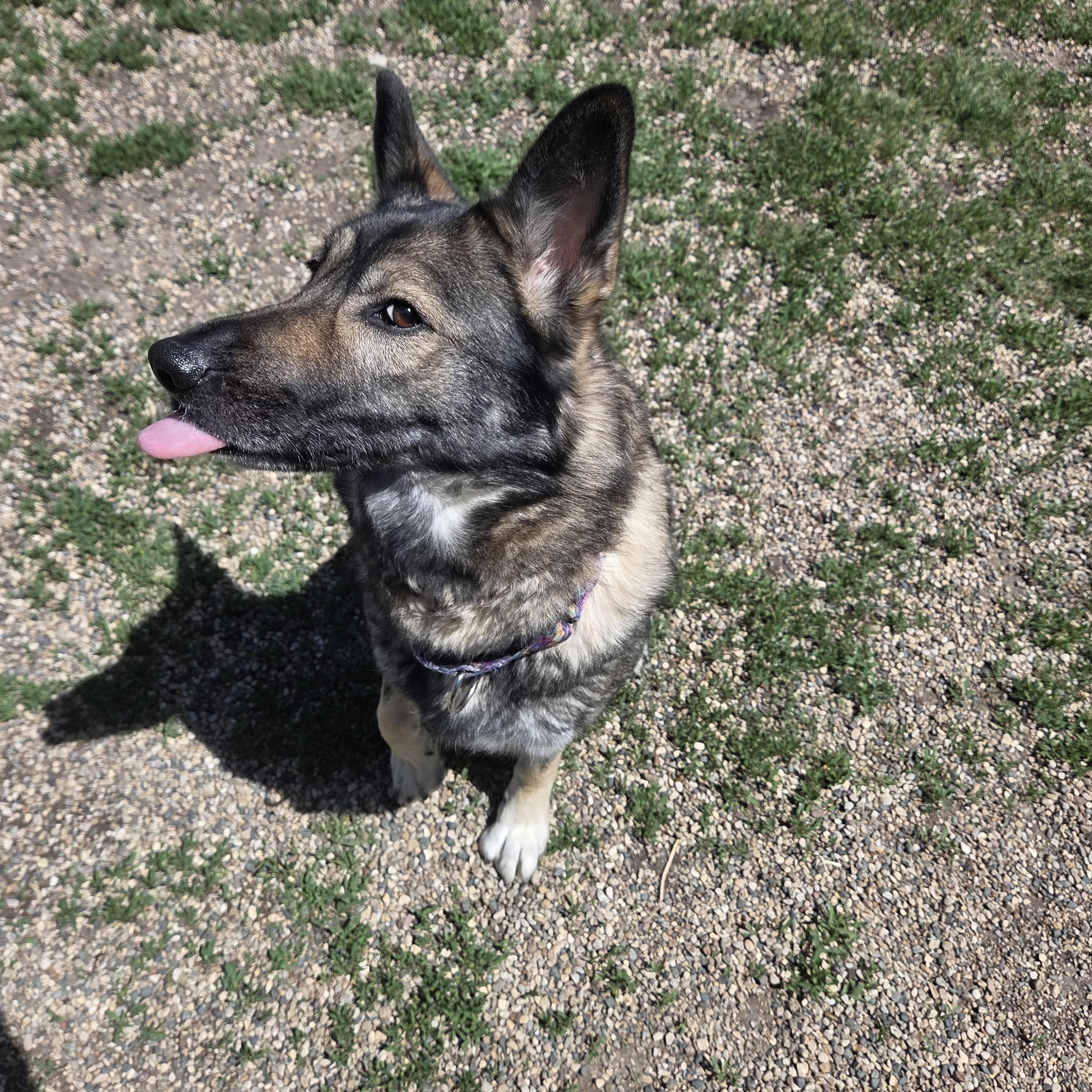 Glowy Chloe, a ADOPTABLE German Shepherd Dog in Brookings, SD image 4/5