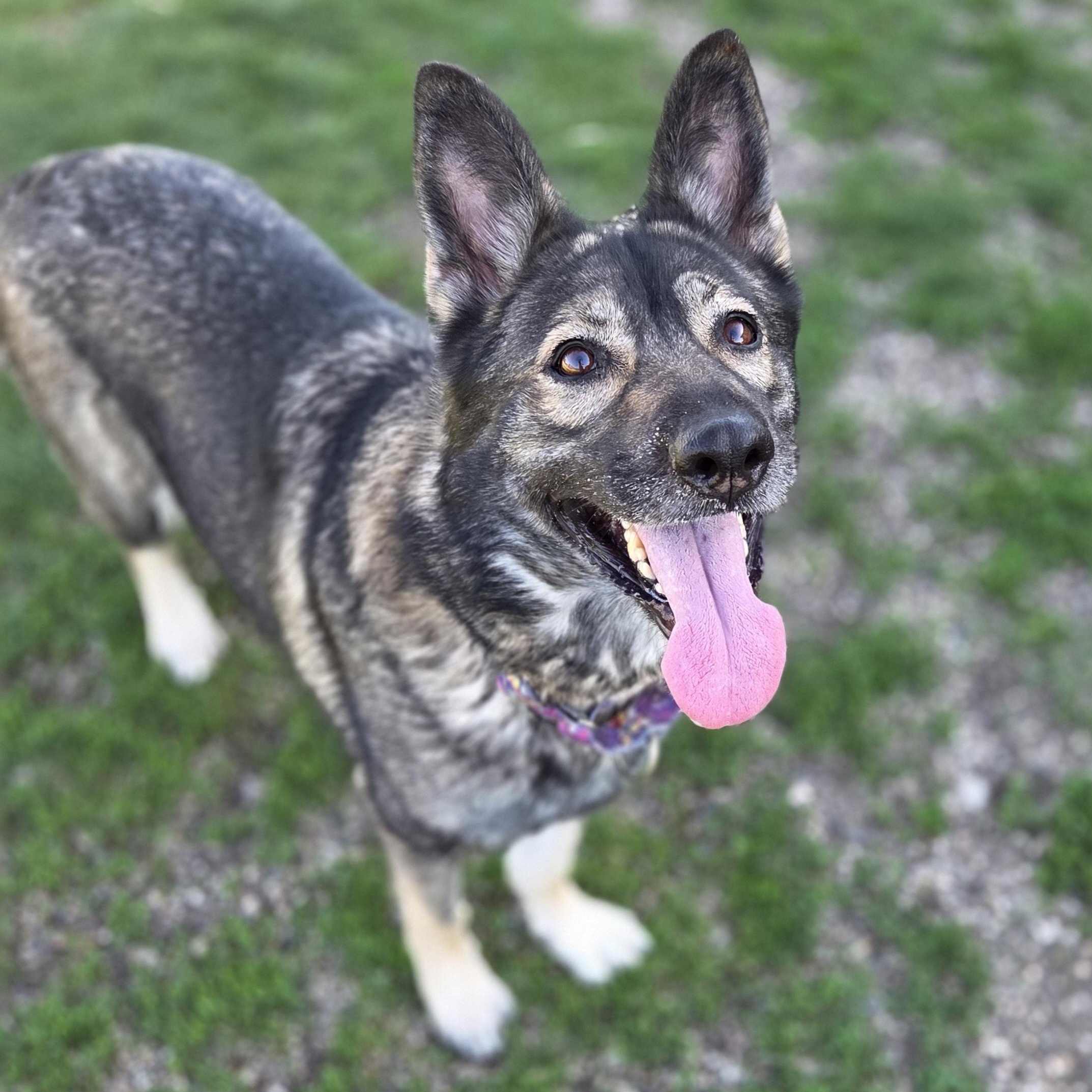 Glowy Chloe, ADOPTABLE, Adult Female German Shepherd Dog.