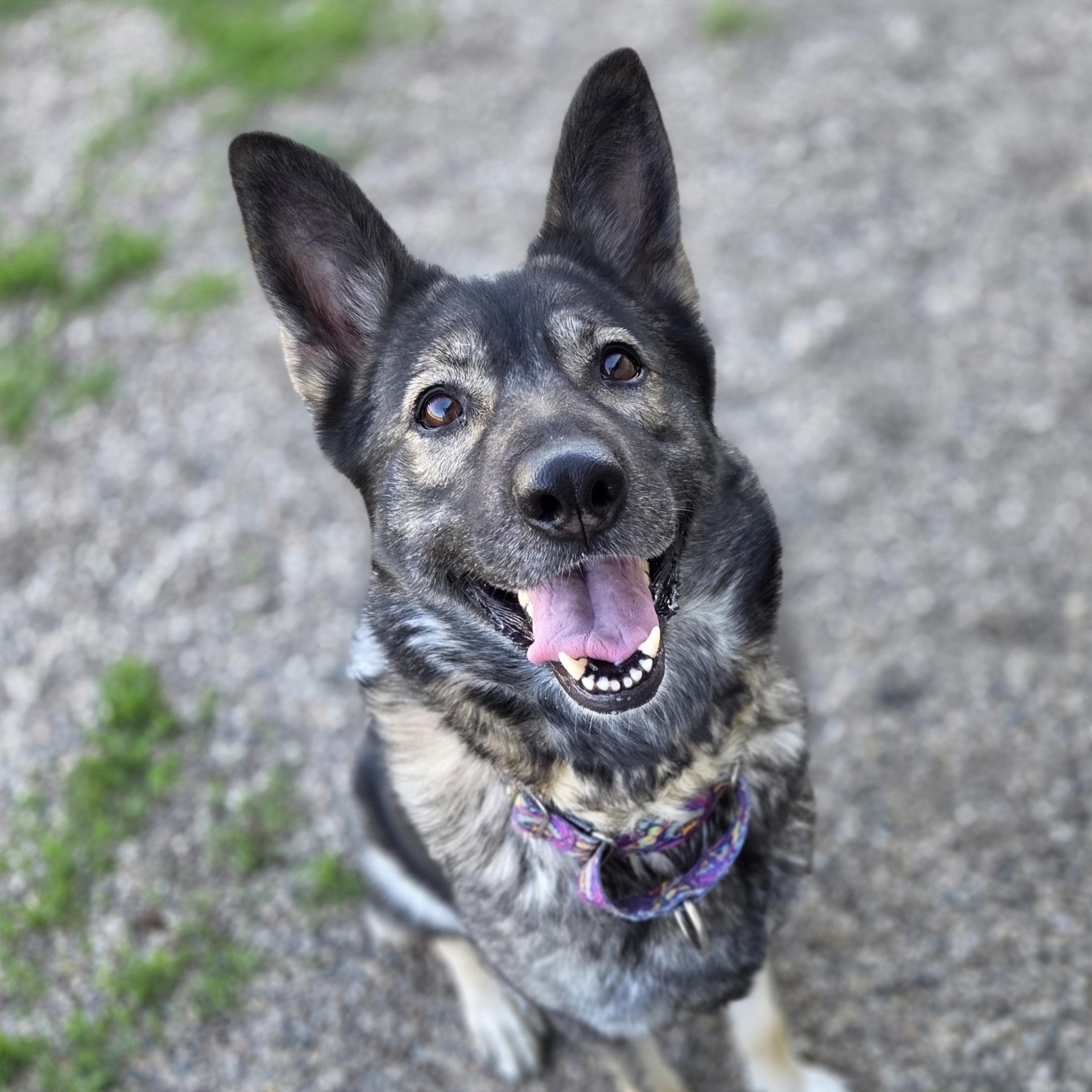 Glowy Chloe, a ADOPTABLE German Shepherd Dog in Brookings, SD image 2/5