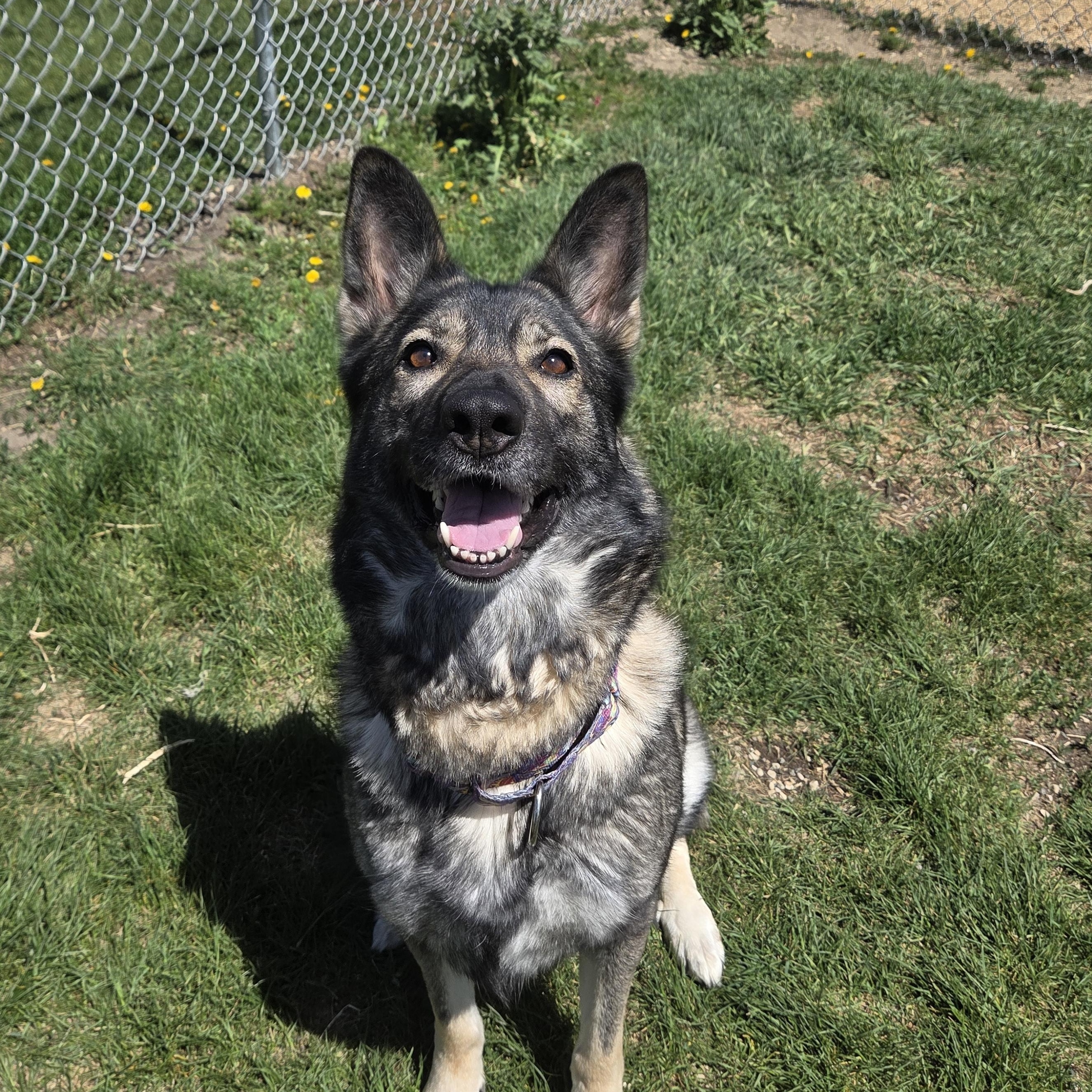 Glowy Chloe, a ADOPTABLE German Shepherd Dog in Brookings, SD image 3/5