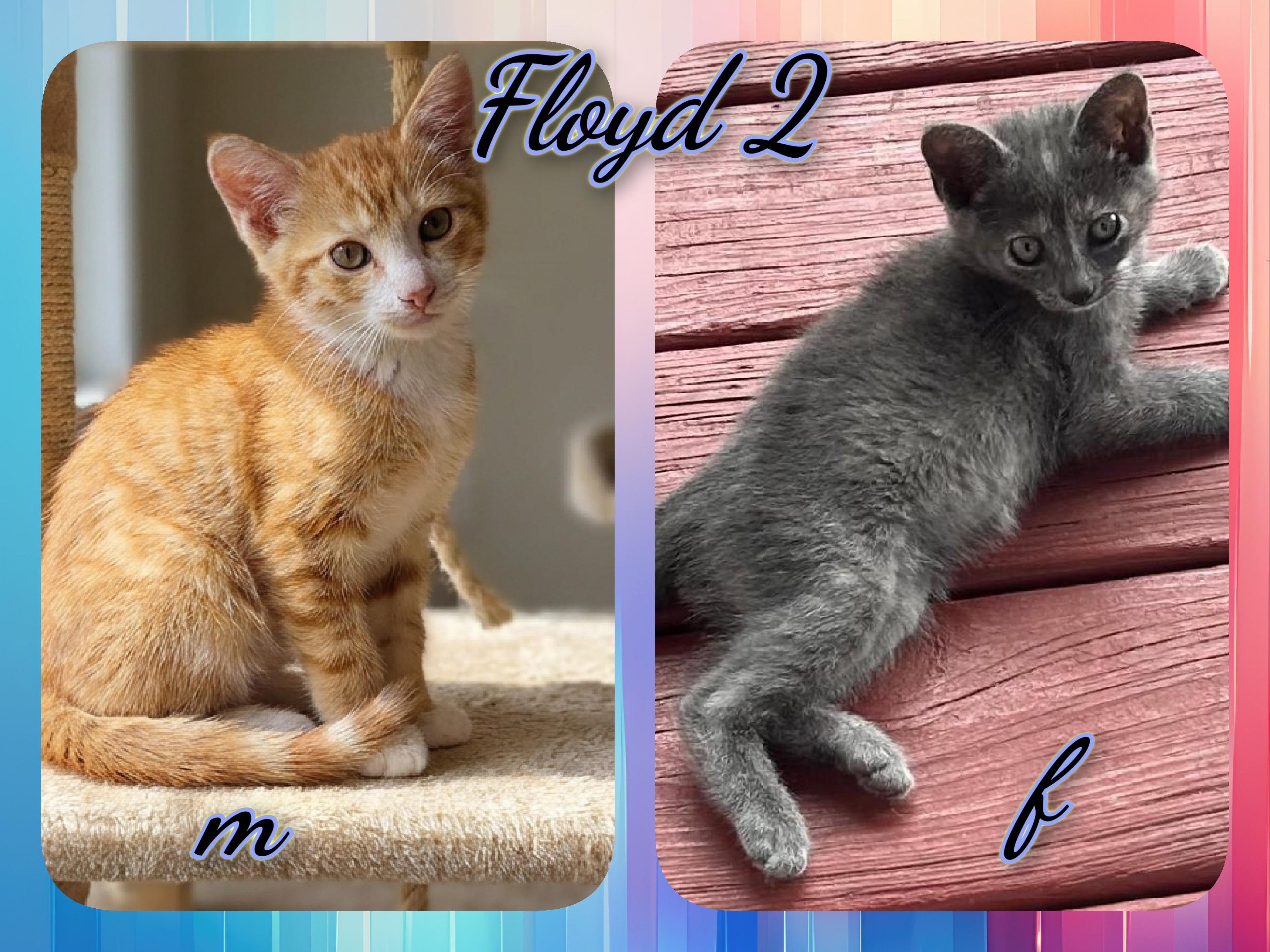 Floyd 2, ADOPTABLE, Kitten Male Domestic Short Hair.