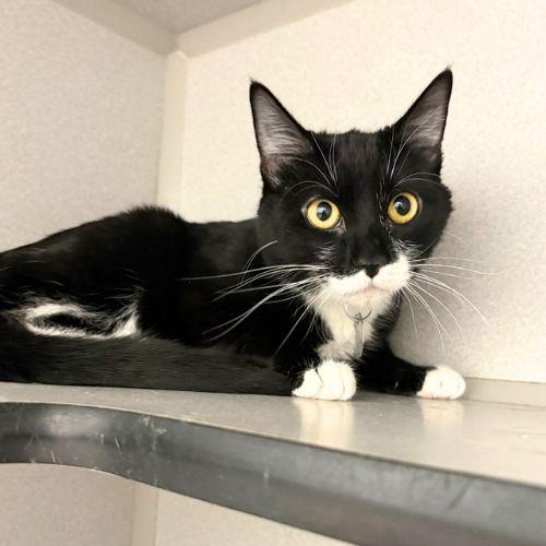 LUNA, Adoptable, Young Female Domestic Short Hair.