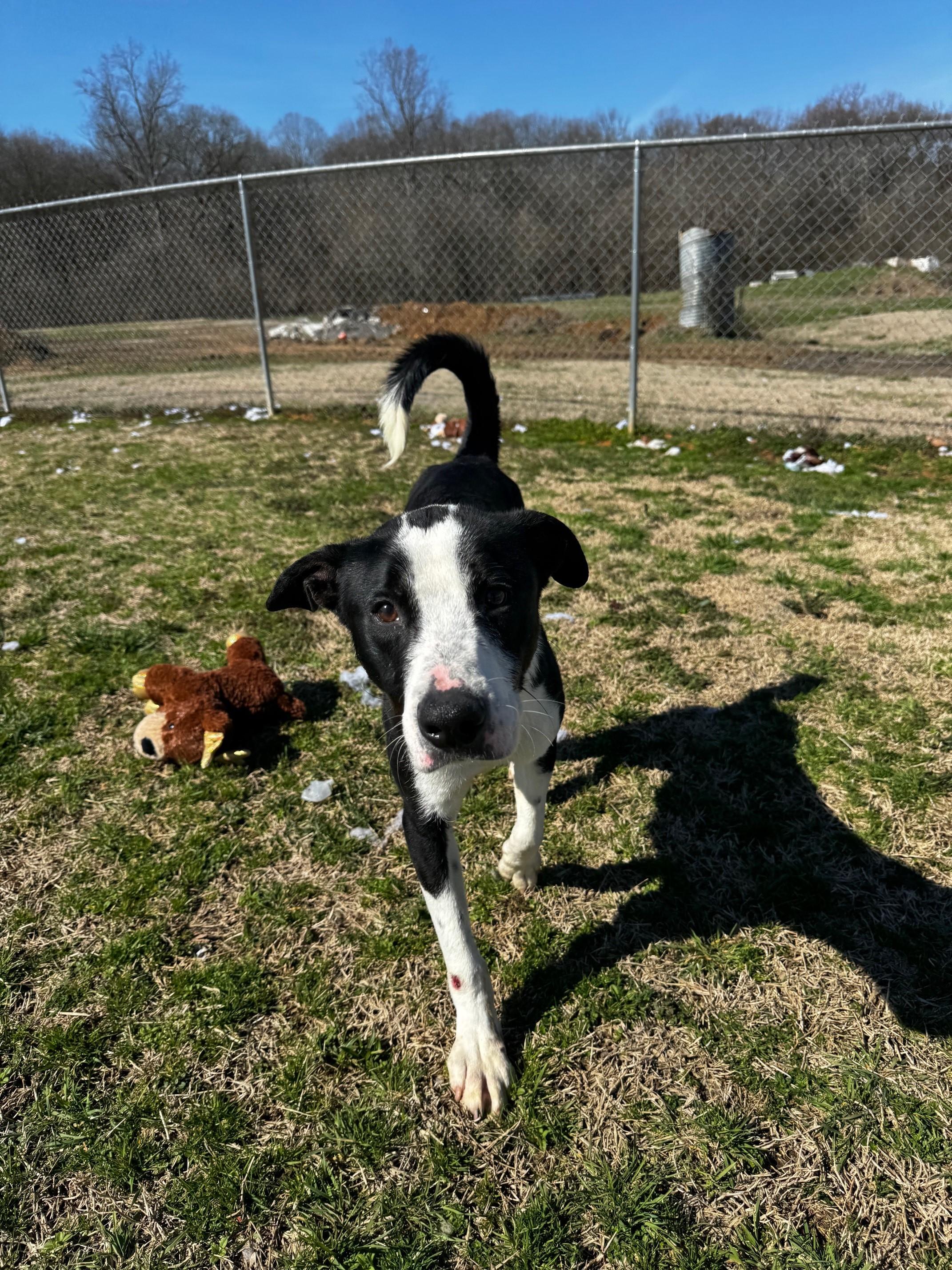 Gouda, Young Male Pit Bull Terrier