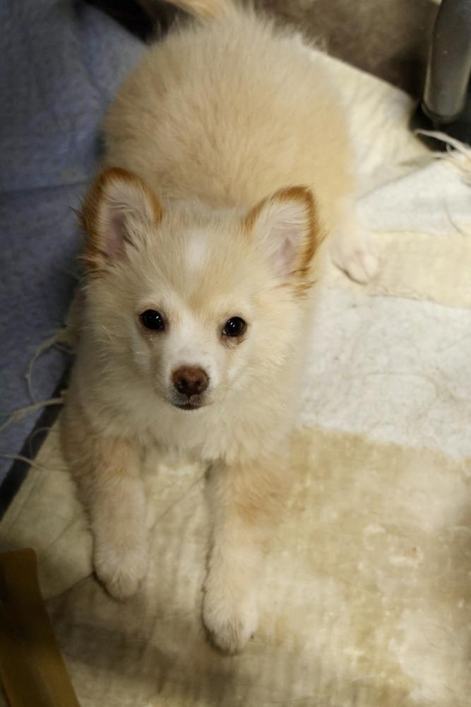 Udo, Adopted, Puppy Male Pomeranian & Chihuahua.
