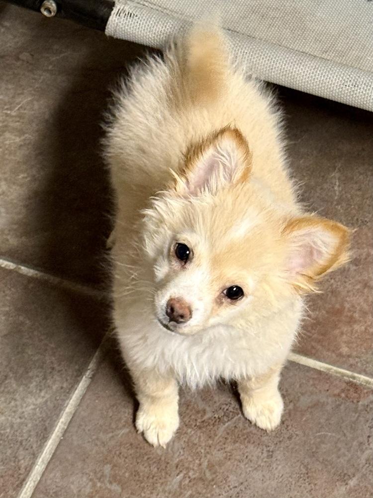 Udo, a Adopted mixed breed in TUCSON, AZ image 2/4