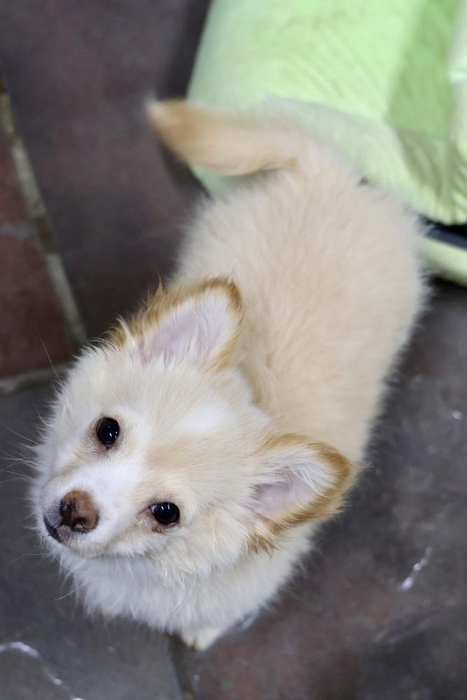 Udo, a Adopted mixed breed in TUCSON, AZ image 3/4