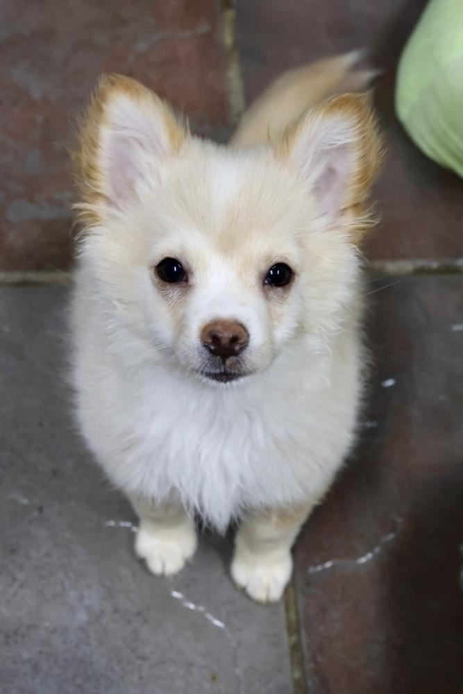 Udo, a Adopted mixed breed in TUCSON, AZ image 4/4