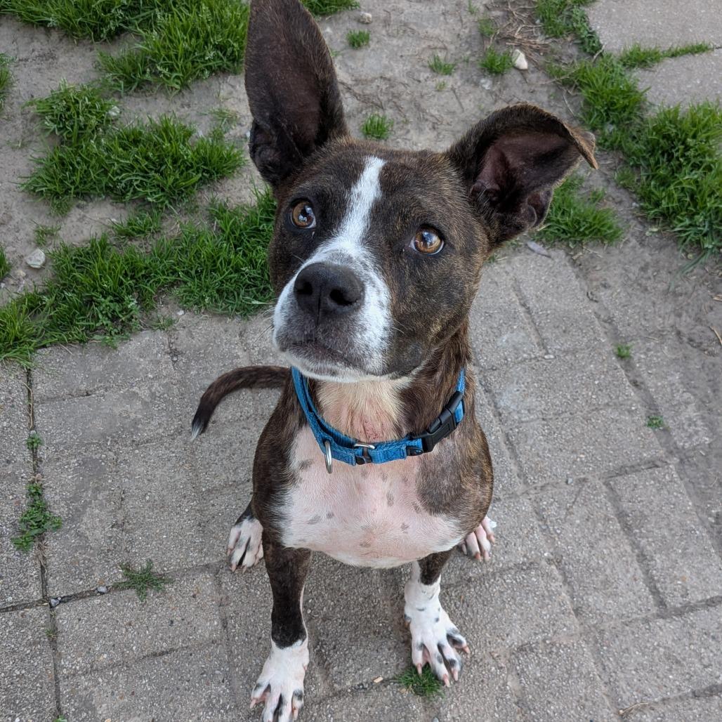 Enlarge LC-Melody, a Adoptable Mixed Breed in Tulsa, OK image 1/6