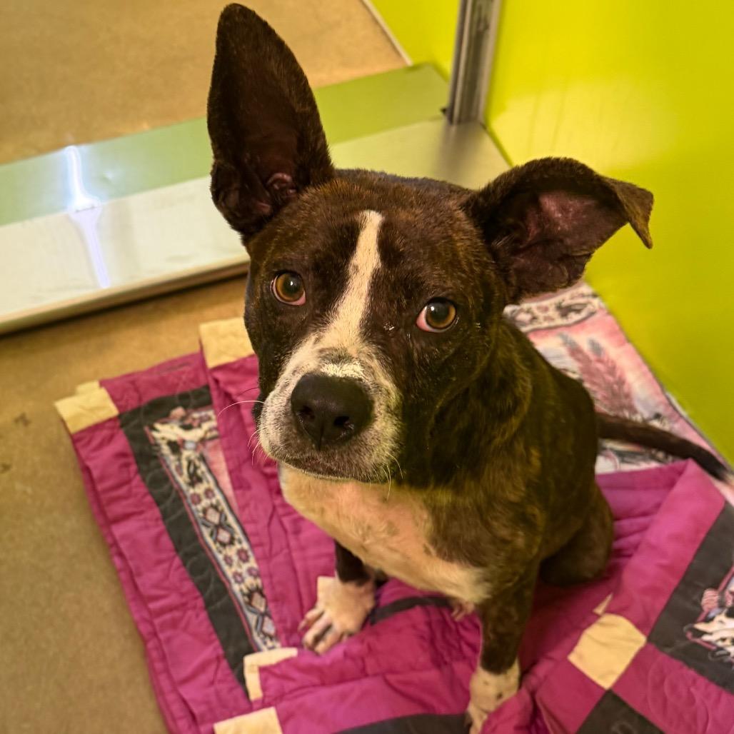 Enlarge LC-Melody, a Adoptable Mixed Breed in Tulsa, OK image 2/6