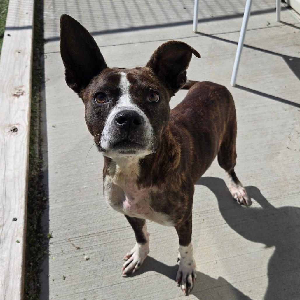 Enlarge LC-Melody, a Adoptable Mixed Breed in Tulsa, OK image 3/6