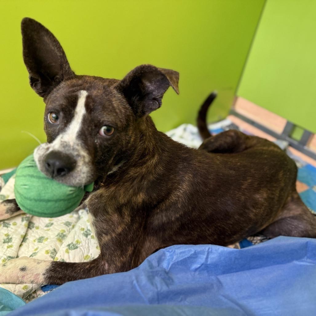 Enlarge LC-Melody, a Adoptable Mixed Breed in Tulsa, OK image 4/6