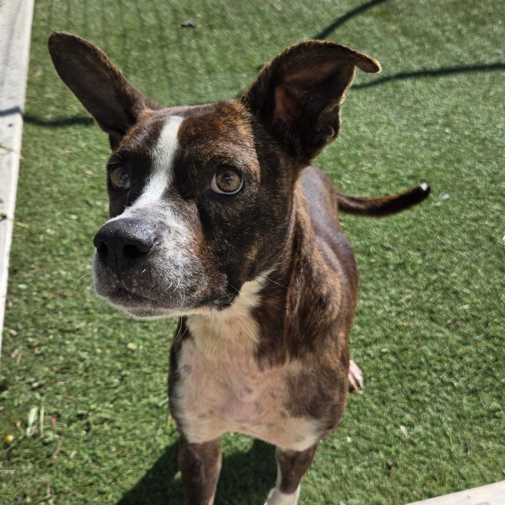 Enlarge LC-Melody, a Adoptable Mixed Breed in Tulsa, OK image 5/6